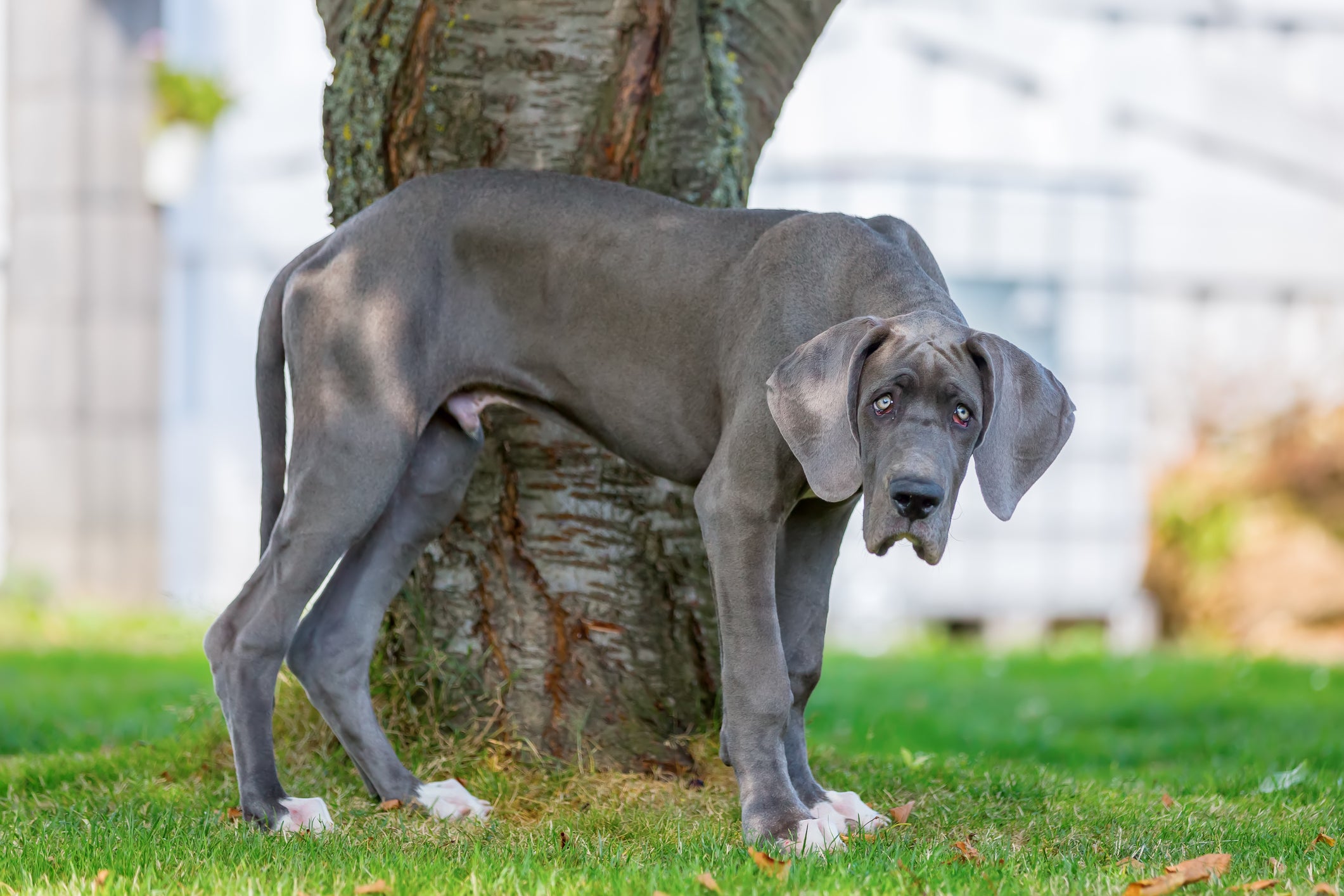 Dogue Alemão cinza azulado perto de árvore