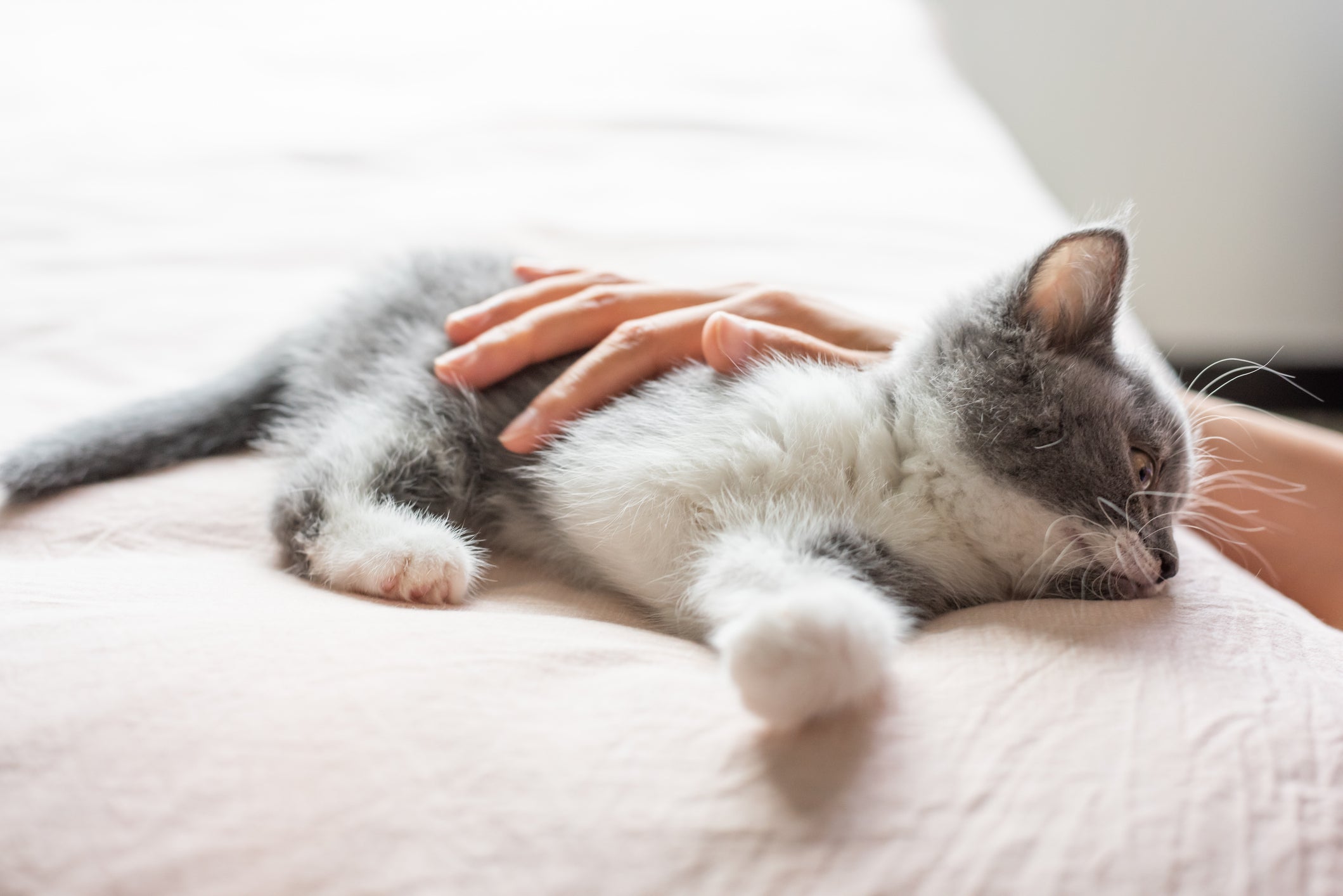 Gato filhote cinza e branco deitado em cama recebendo carinho de mão humana