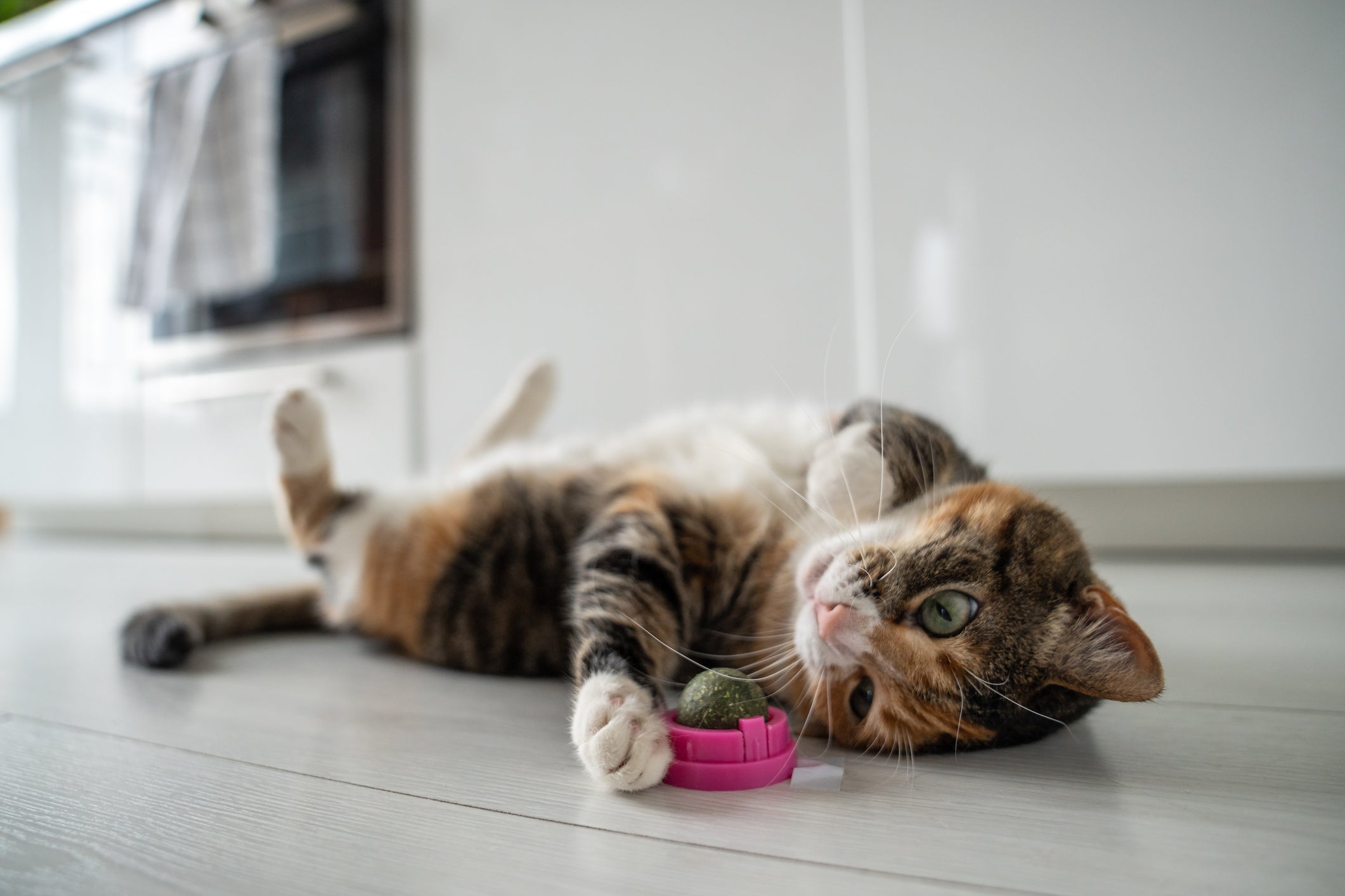 Gato deitado de barriga para cima em chão de cozinha perto de brinquedo