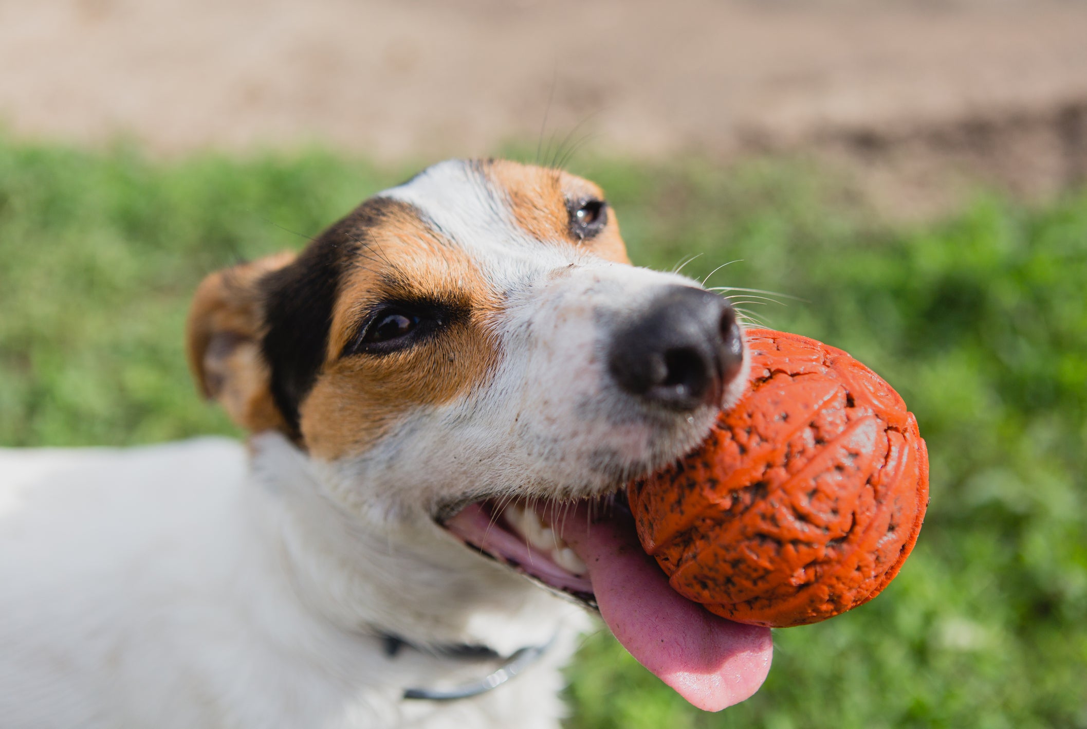 Cachorro pequeno em destaque segurando bolinha laranja na boca com grama ao fundo