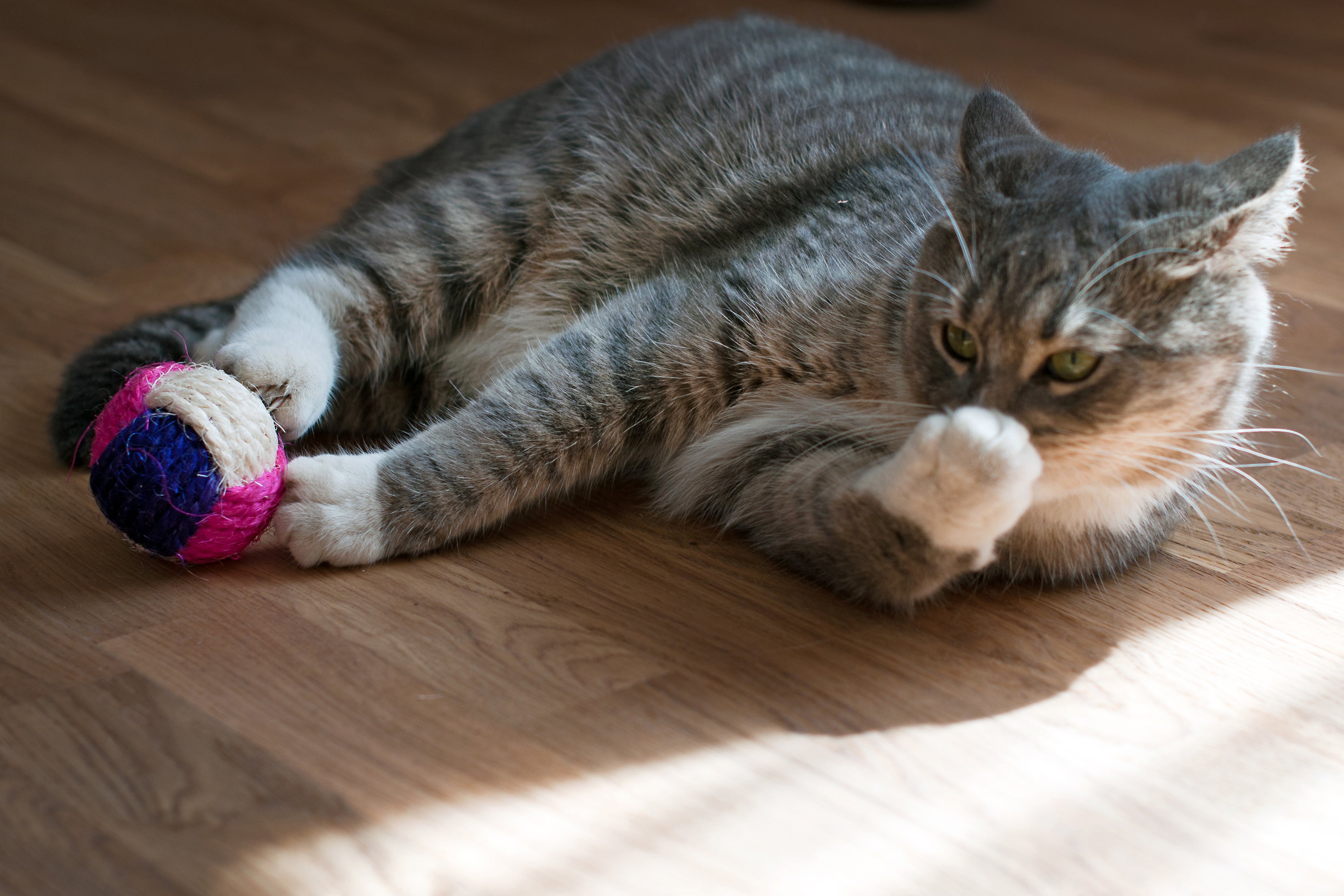 Gato cinza deitado no chão brincando com bolinha colorida