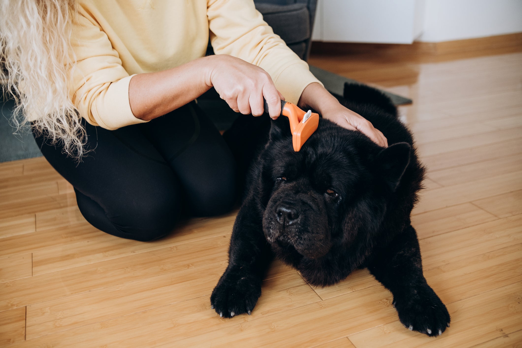 Tutora escovando pelo de cachorro preto com escova especial 