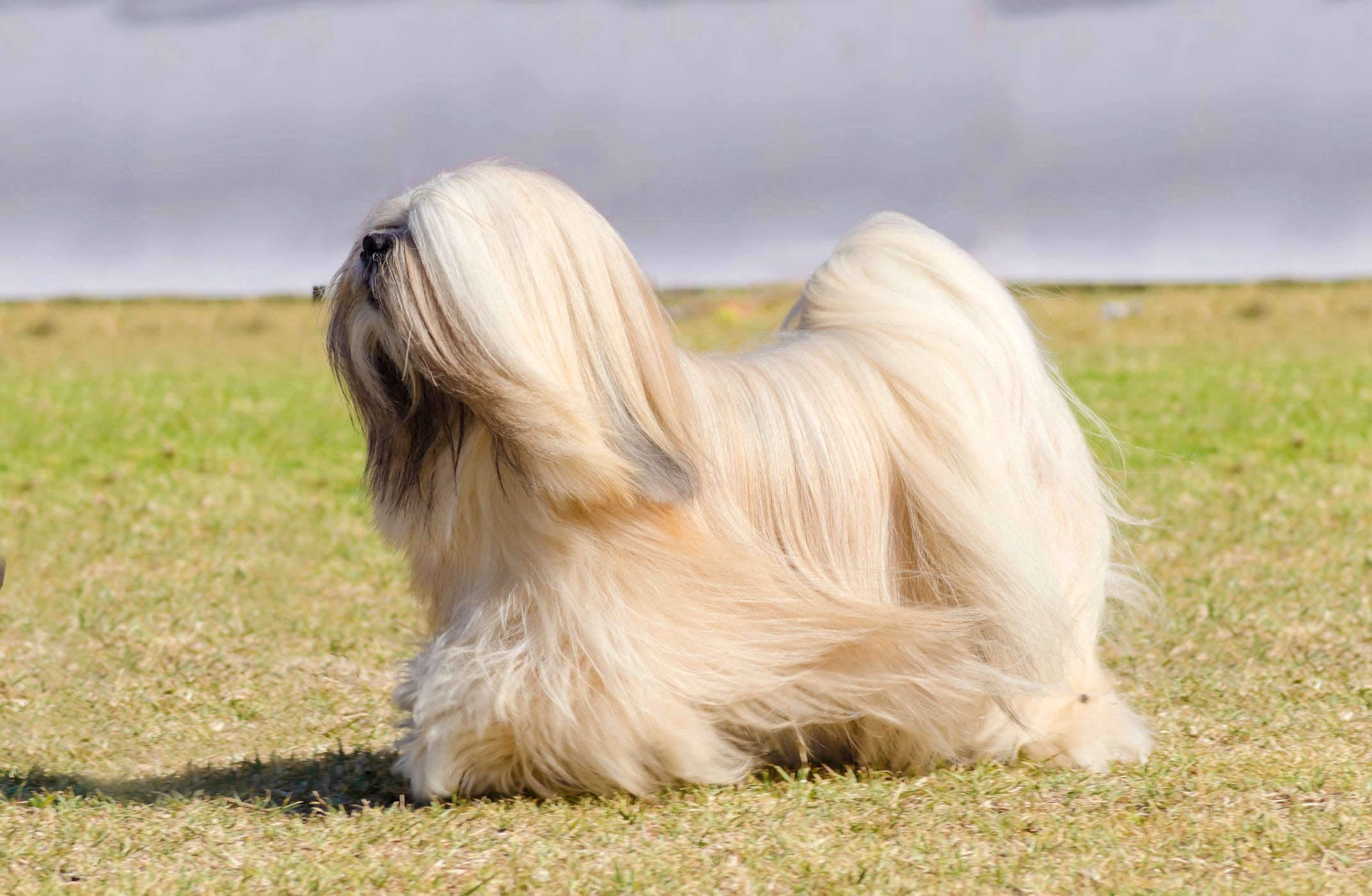 Cão Lhasa Apso andando em gramado ensolarado