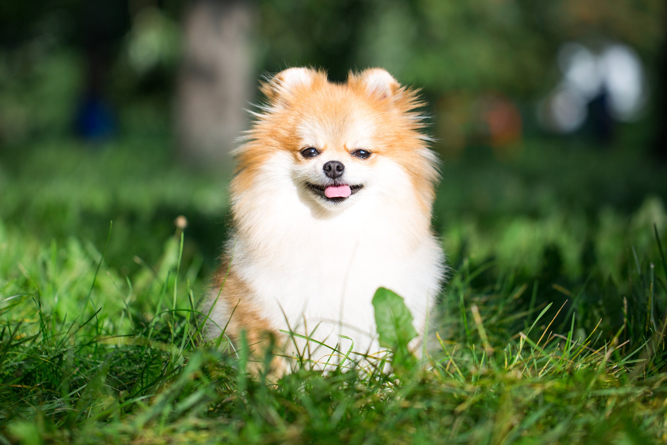 Cãozinho Lulu da Pomerânia em mato ensolarado