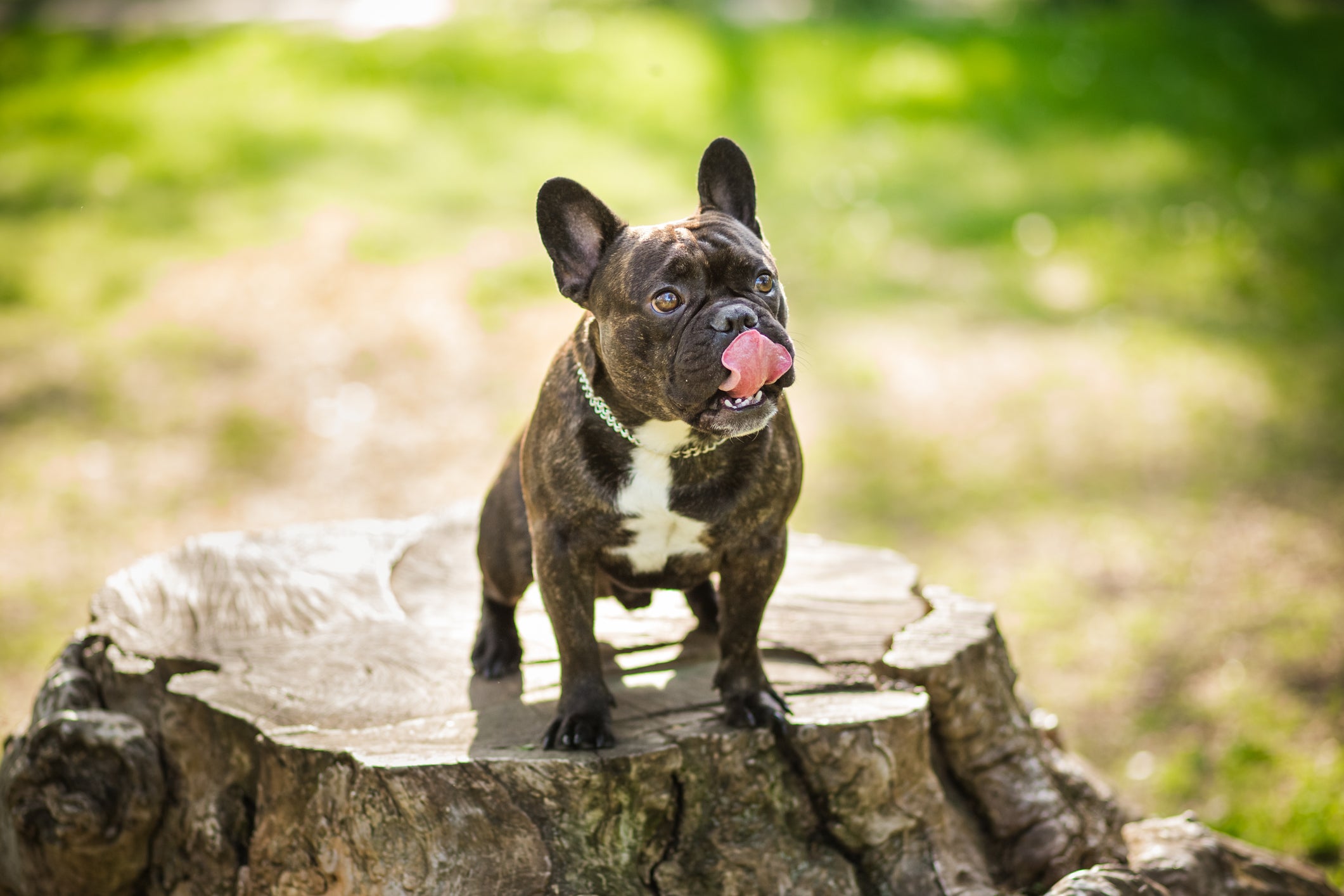Cão com a língua levantada em cima de toco de tronco de árvore