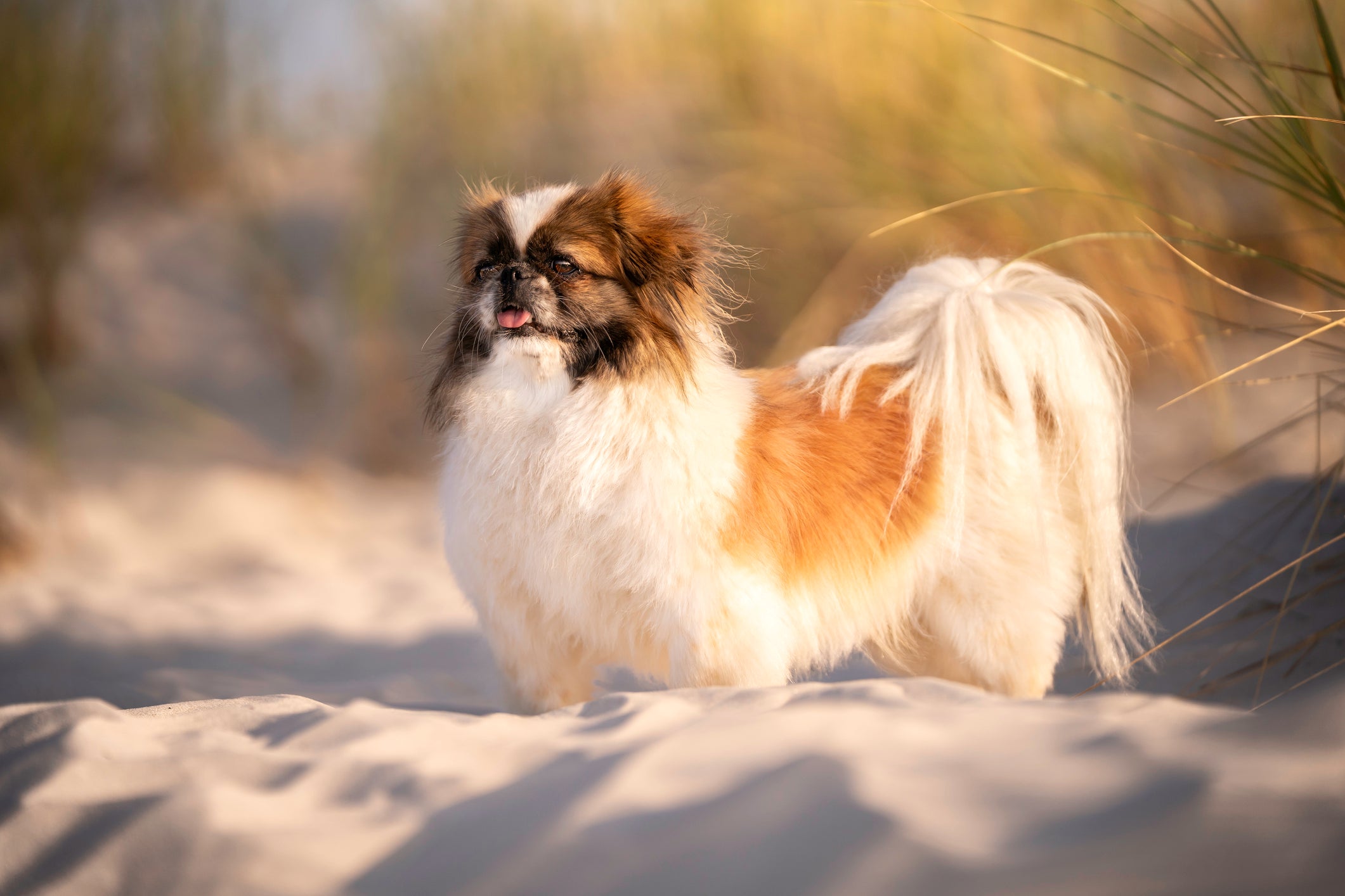 Cãozinho na areia em dia de sol