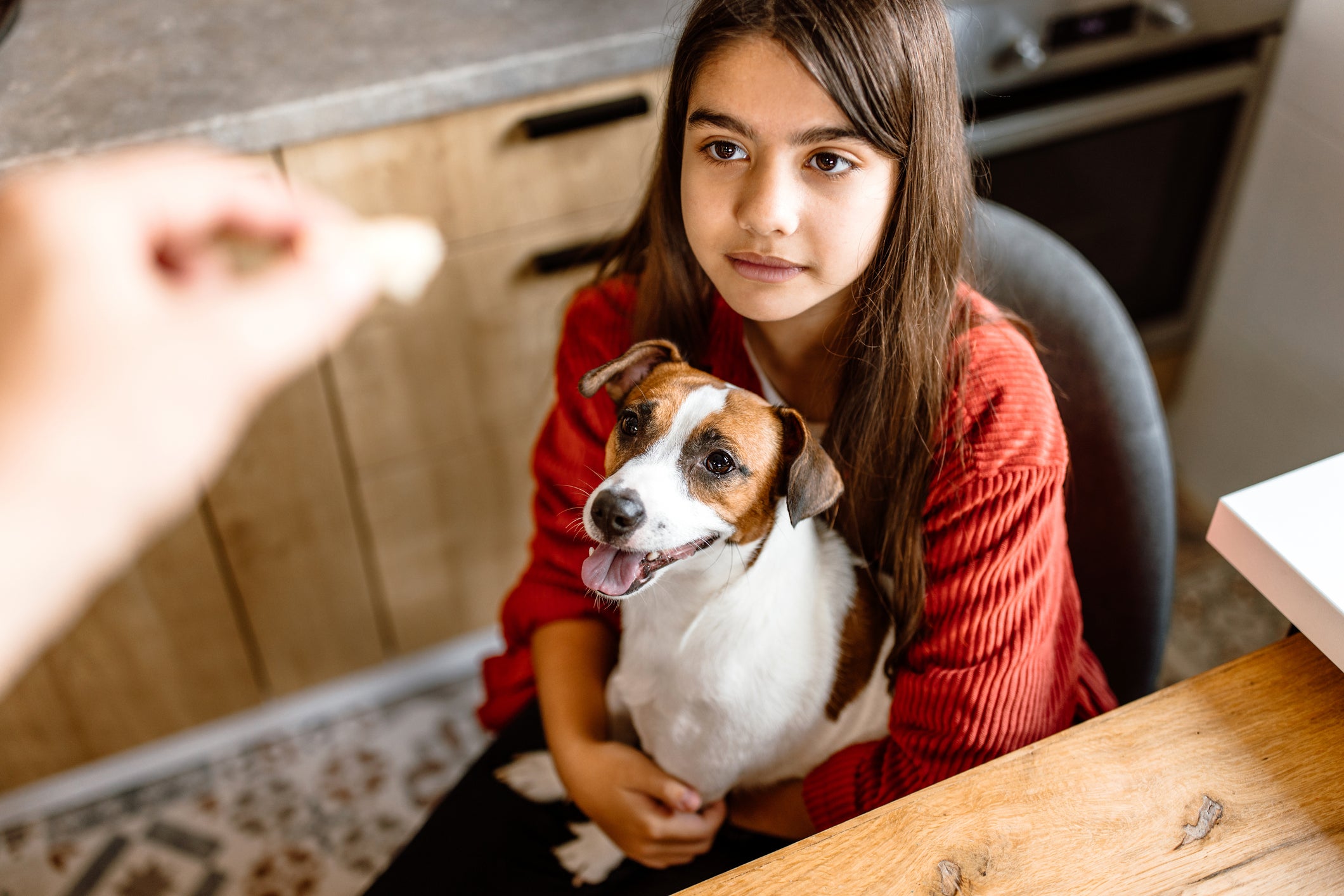 Cão Jack Russell Terrier em colo de menina