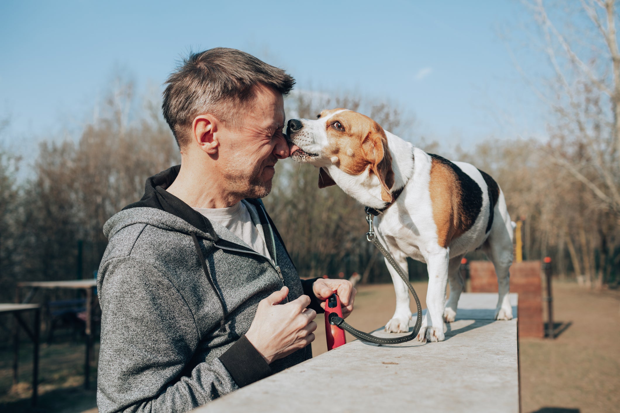 Cão Beagle lambendo rosto de tutor ao ar livre