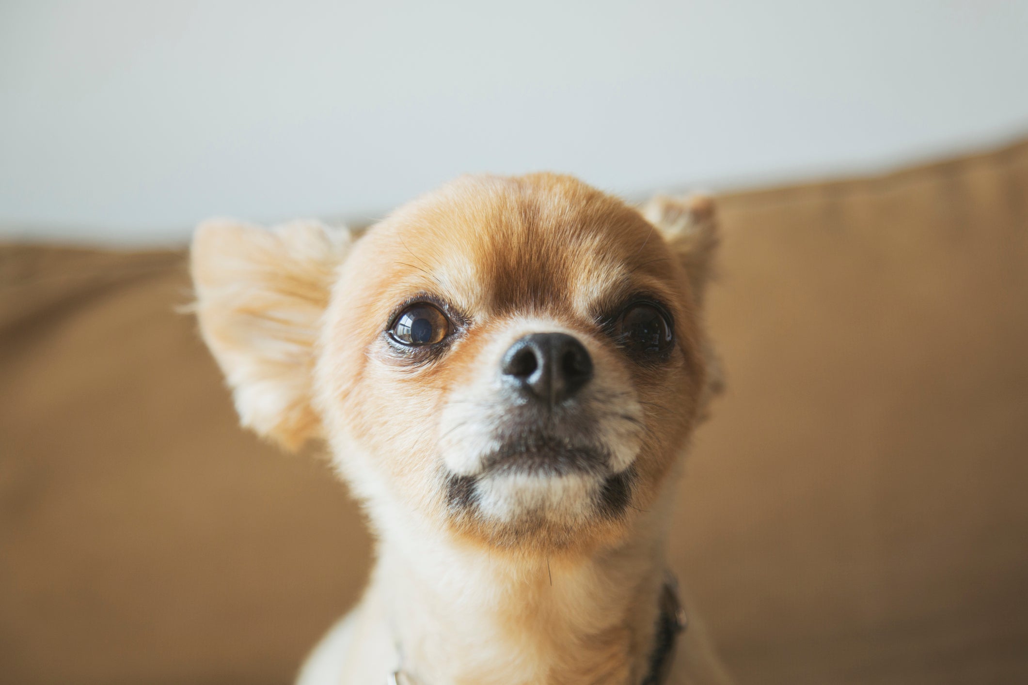 Cão Chihuahua amarelo