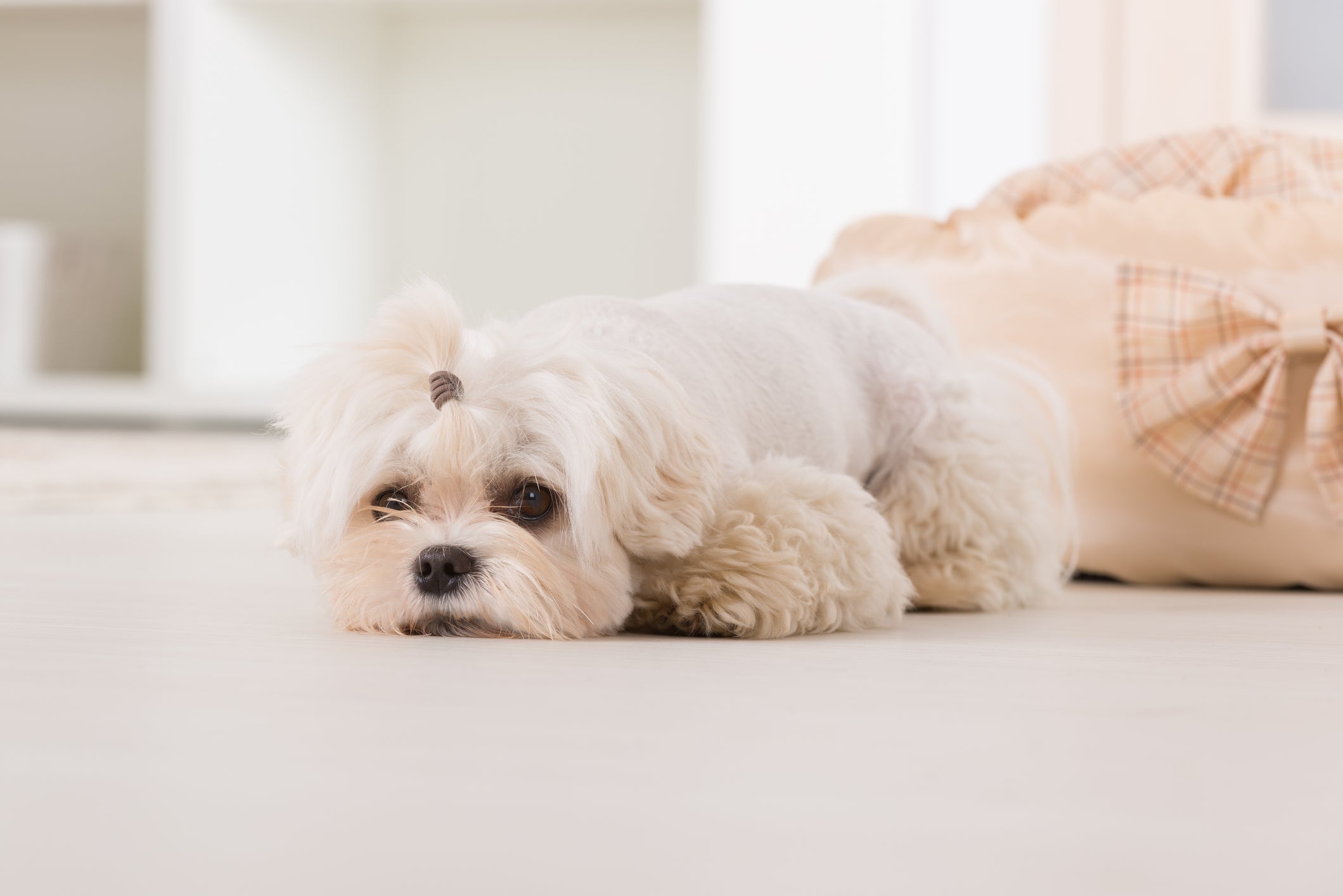 Cãozinho Maltês deitado em chão branco