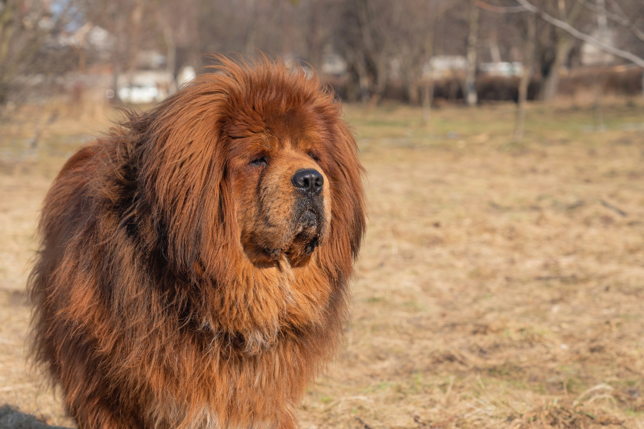 Cão Mastim Tibetano em campo aberto