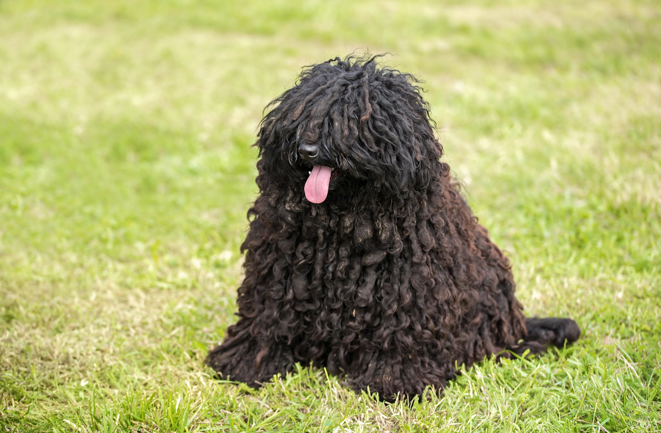 Cão Puli sentado em gramado