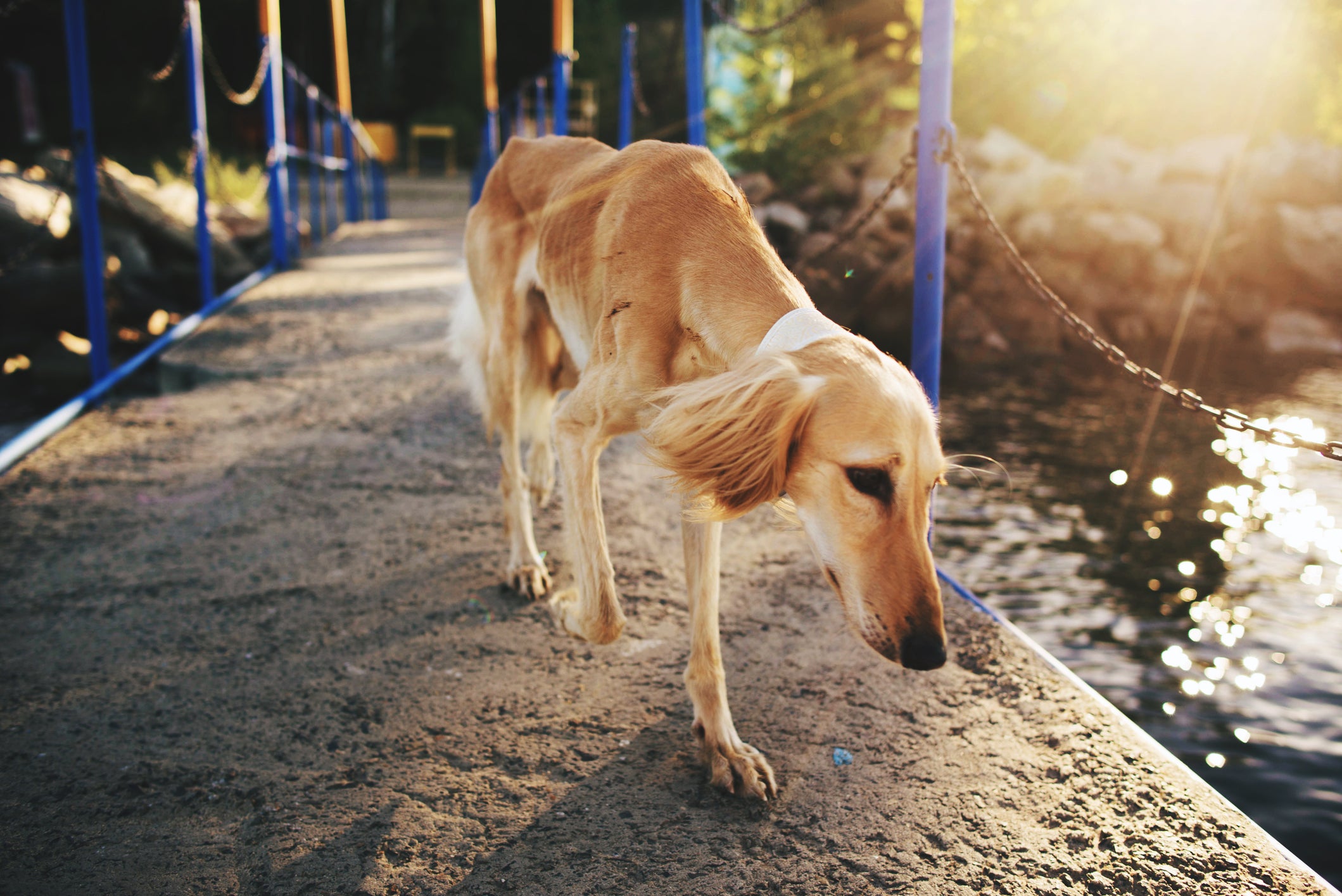 Cão Saluki andando solto em pequena ponte