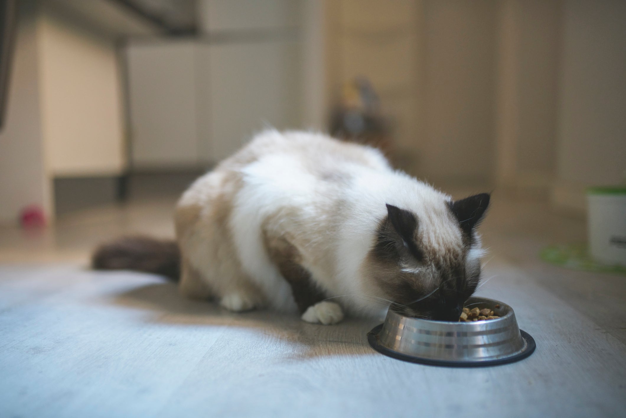 Gato comendo ração em pote prateado dentro de casa