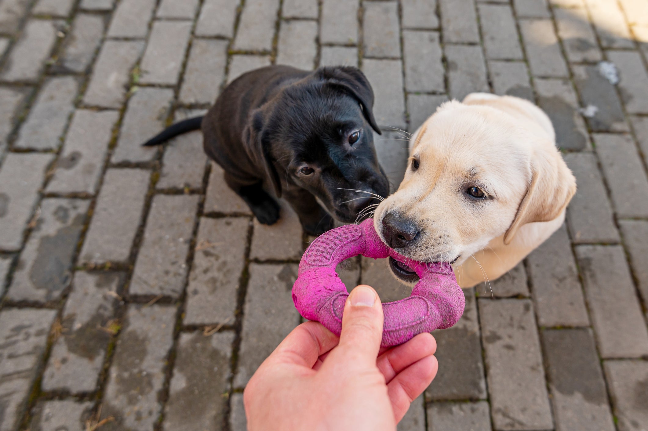 Dois cachorros filhotes mordendo brinquedo rosa