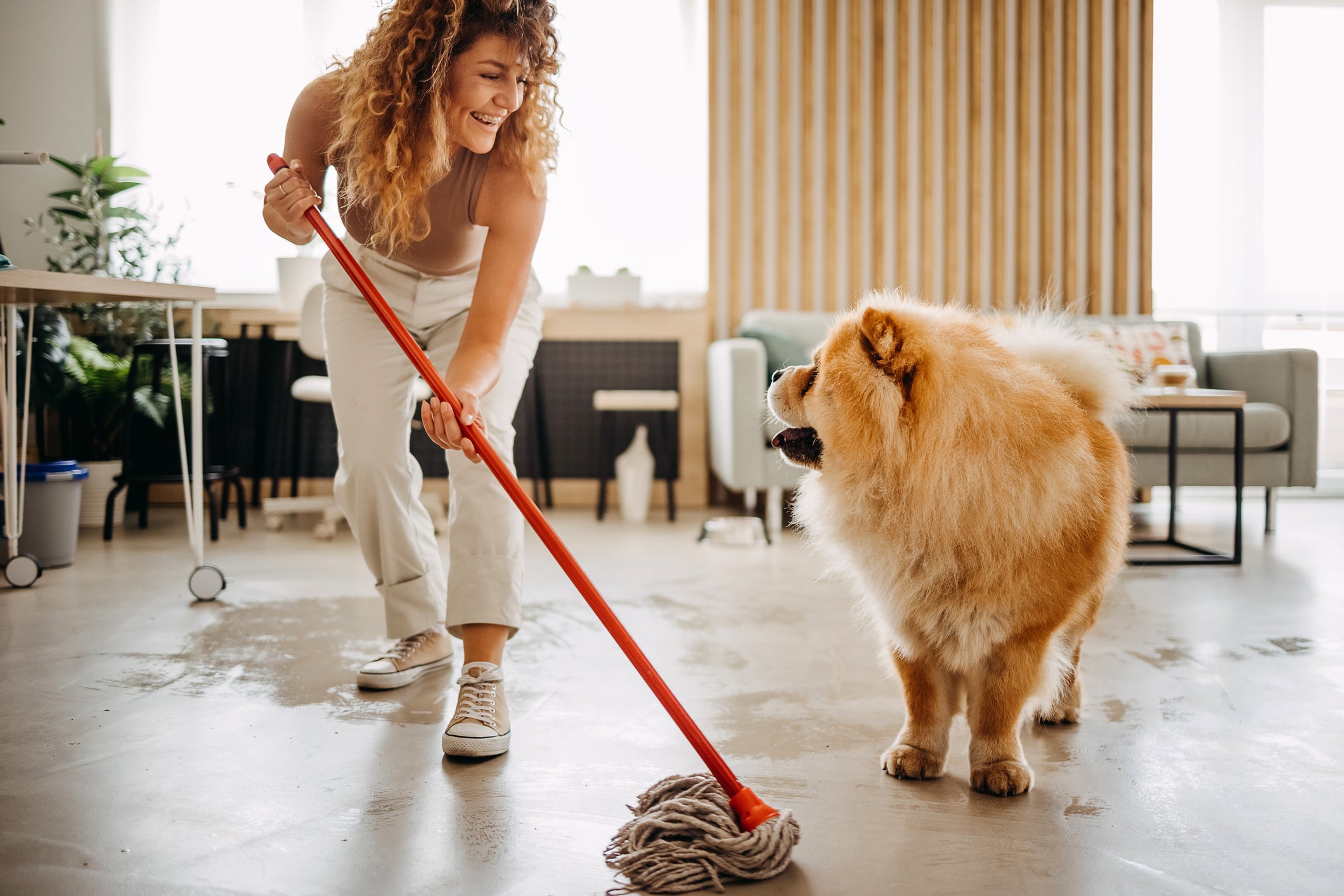 Mulher limpando chão de sala de estar com esfregão enquanto é observada por cão Chow Chow