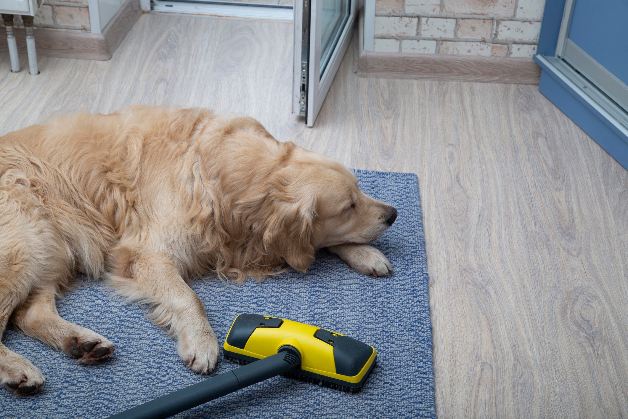 Cachorro grande, peludo e amarelo deitado em tapete com aspirador amarelo em cima