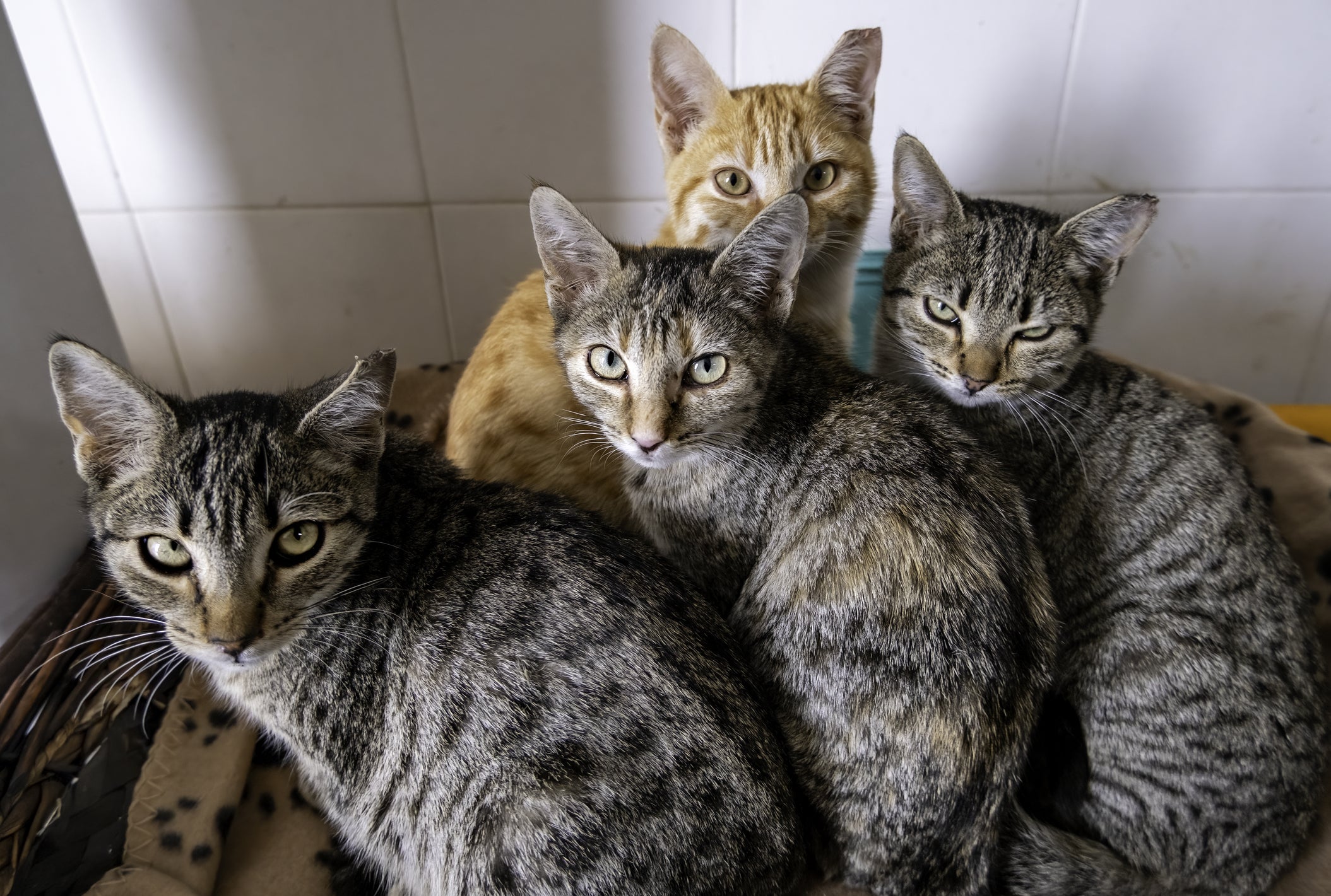Quatro gatos juntos olhando na mesma direção