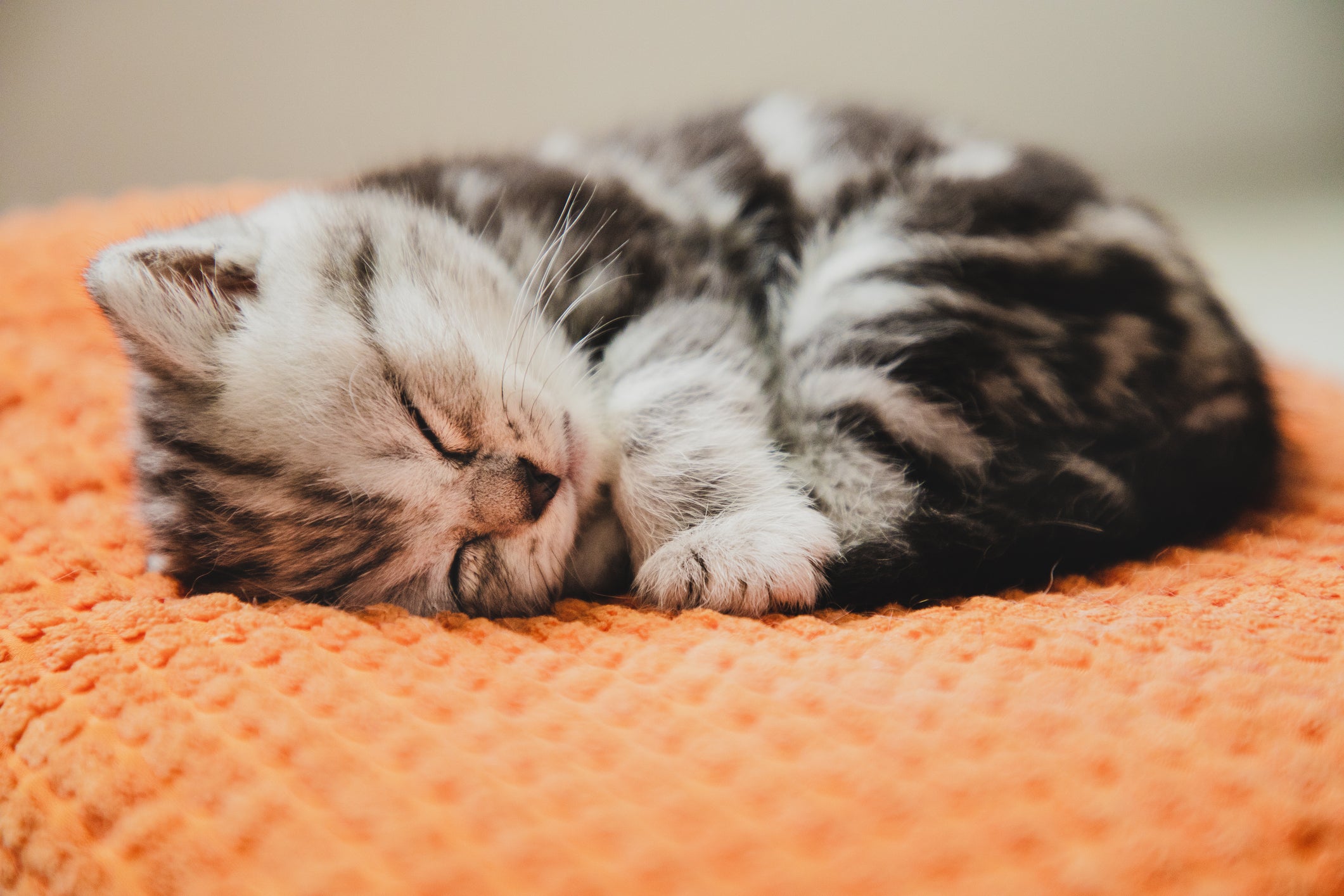 Gato filhote dormindo em superfície laranja confortável