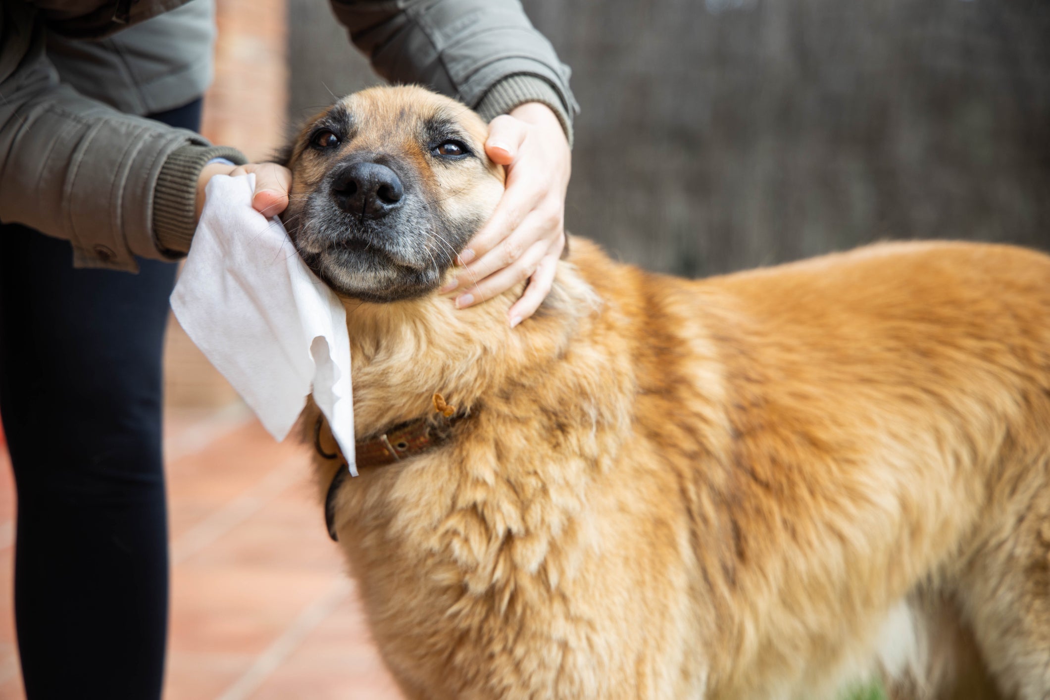Tutor limpando cachorro amarelo com lenço