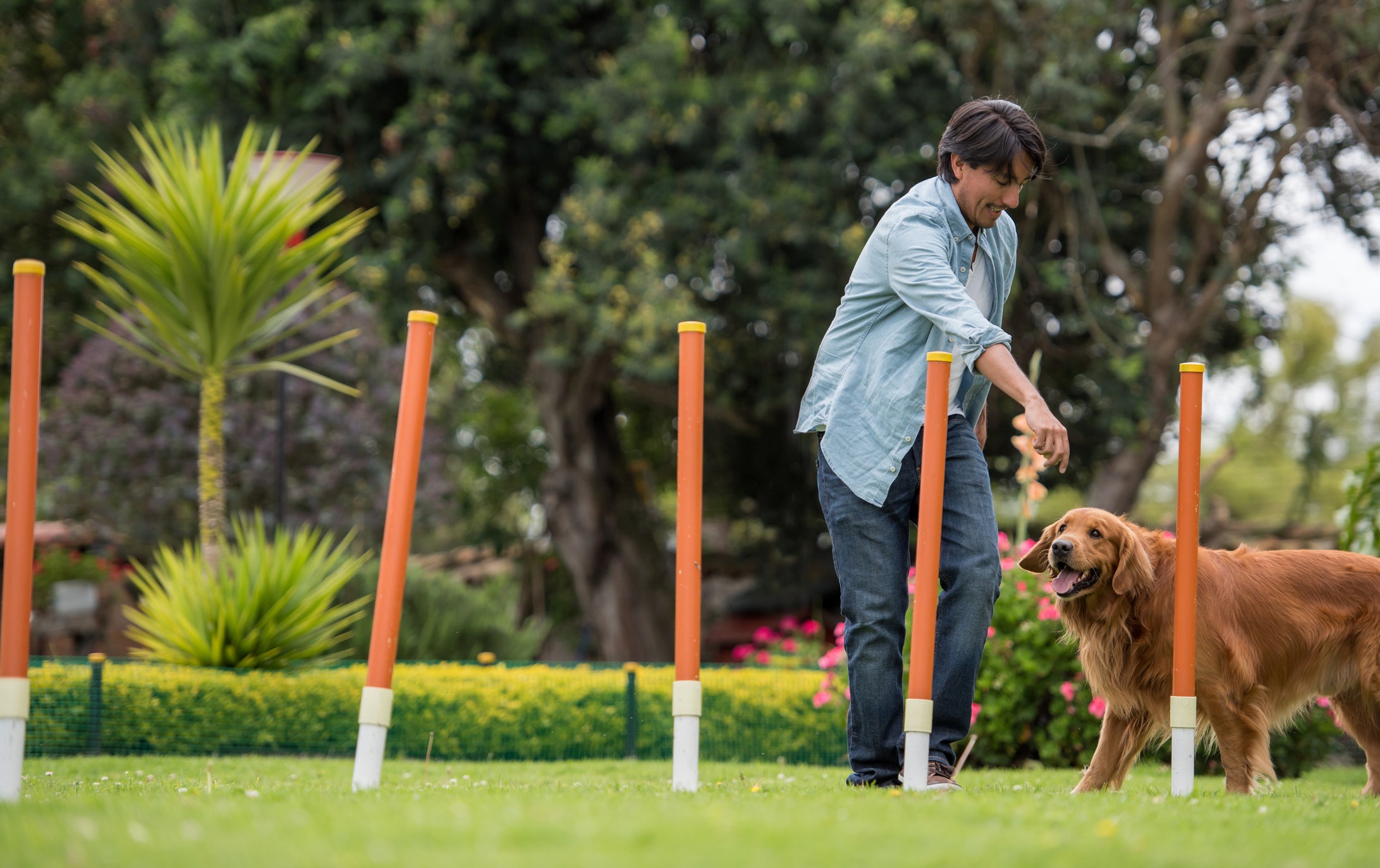 Homem treinando cachorro com obstáculos em jardim