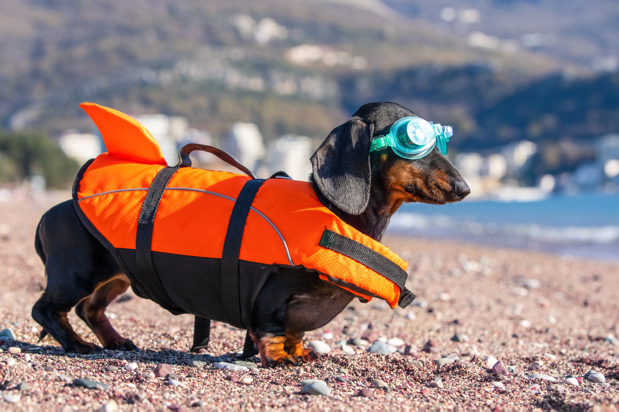 Dachshund na praia usando colete salva vidas
