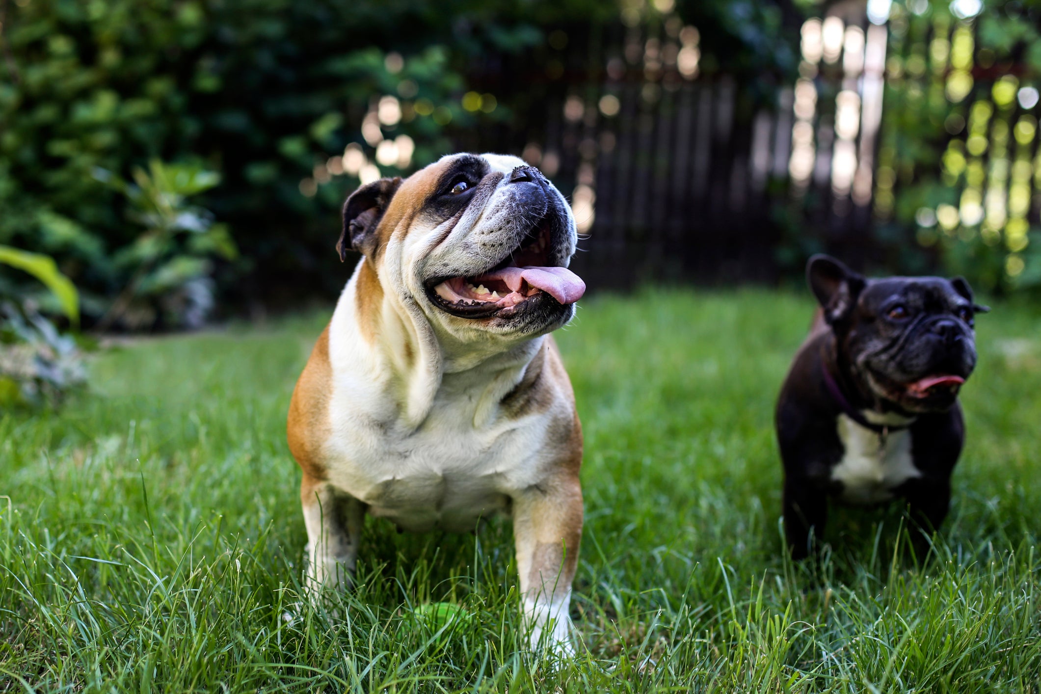 Cachorro da raça Bulldog Inglês e Bulldog Francês lado a lado na grama