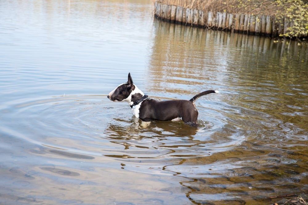 Bull Terrier dentro de lago em pé