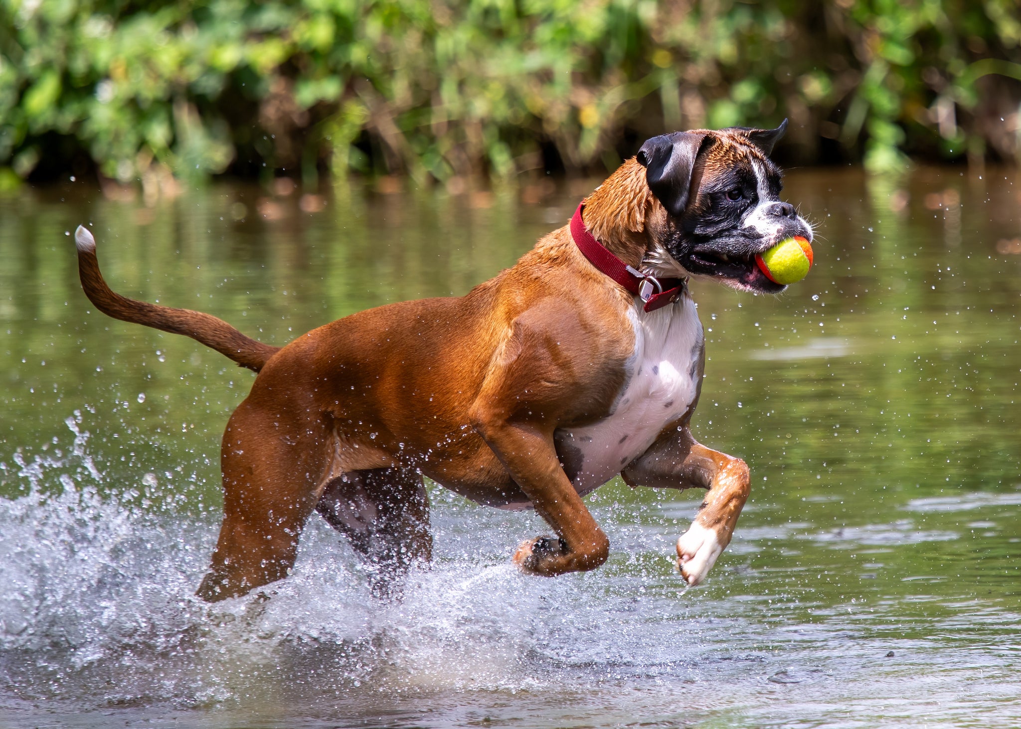 Boxer correndo em lago com bola na boca
