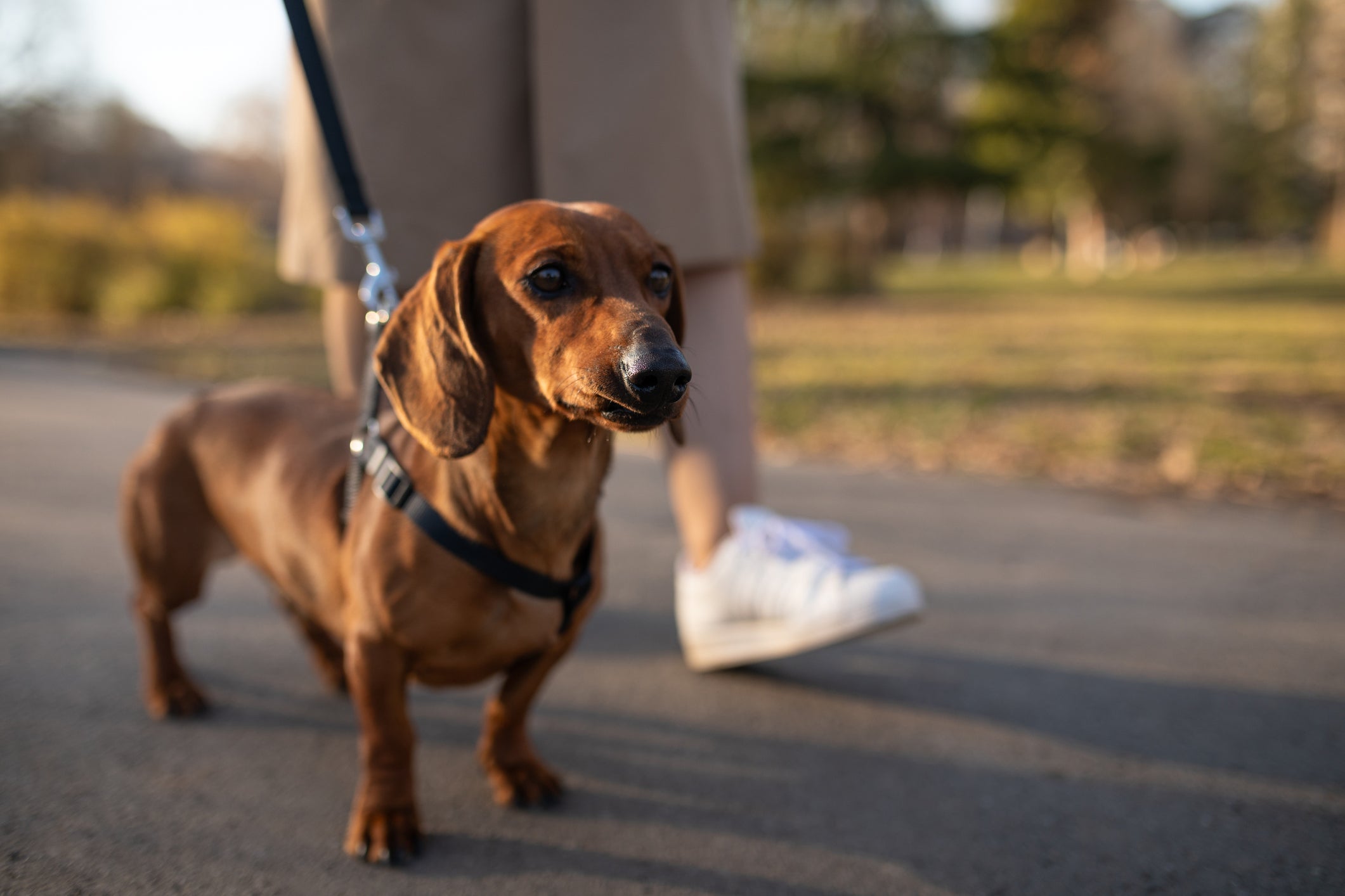 Dachshund passeando de coleira