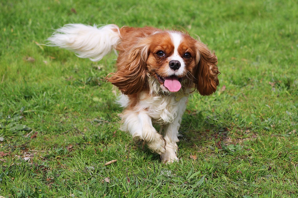 Cavalier King Charles Spaniel correndo ao ar livre