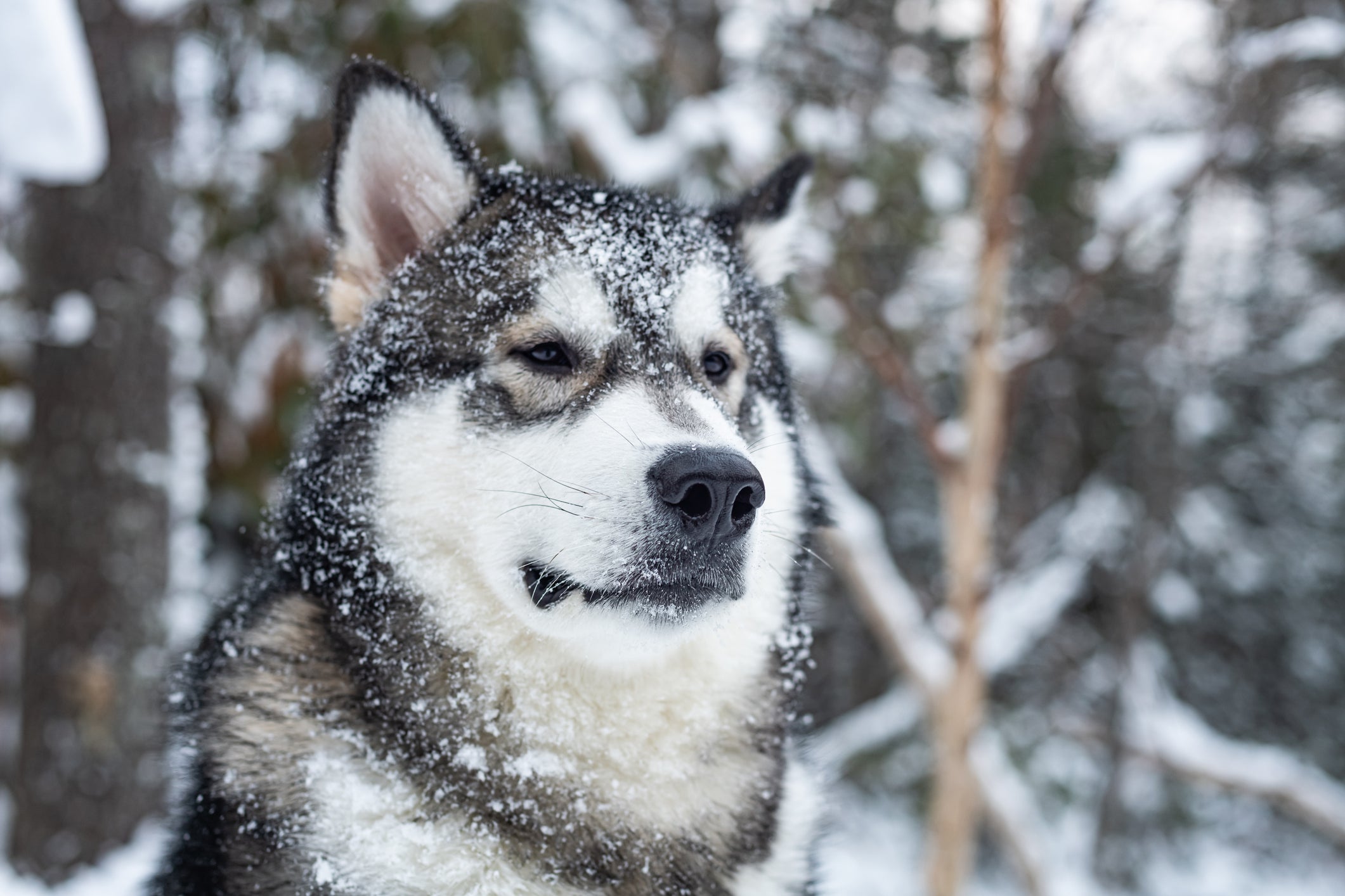 rosto do cachorro Malamute do Alasca na neve