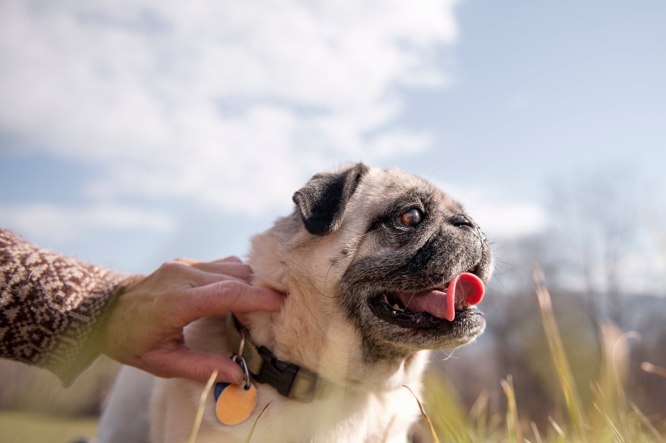 Pug ao ar livre sendo acaraciado por humano