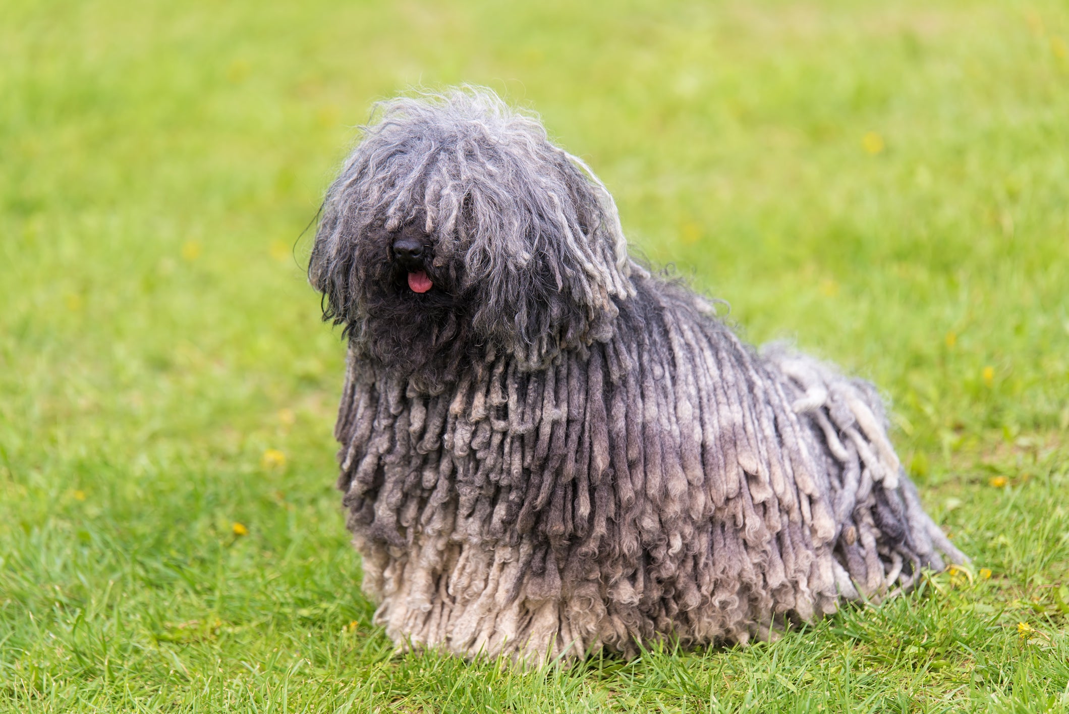 Cachorro Puli de pelagem prata sentado em cima de gramado