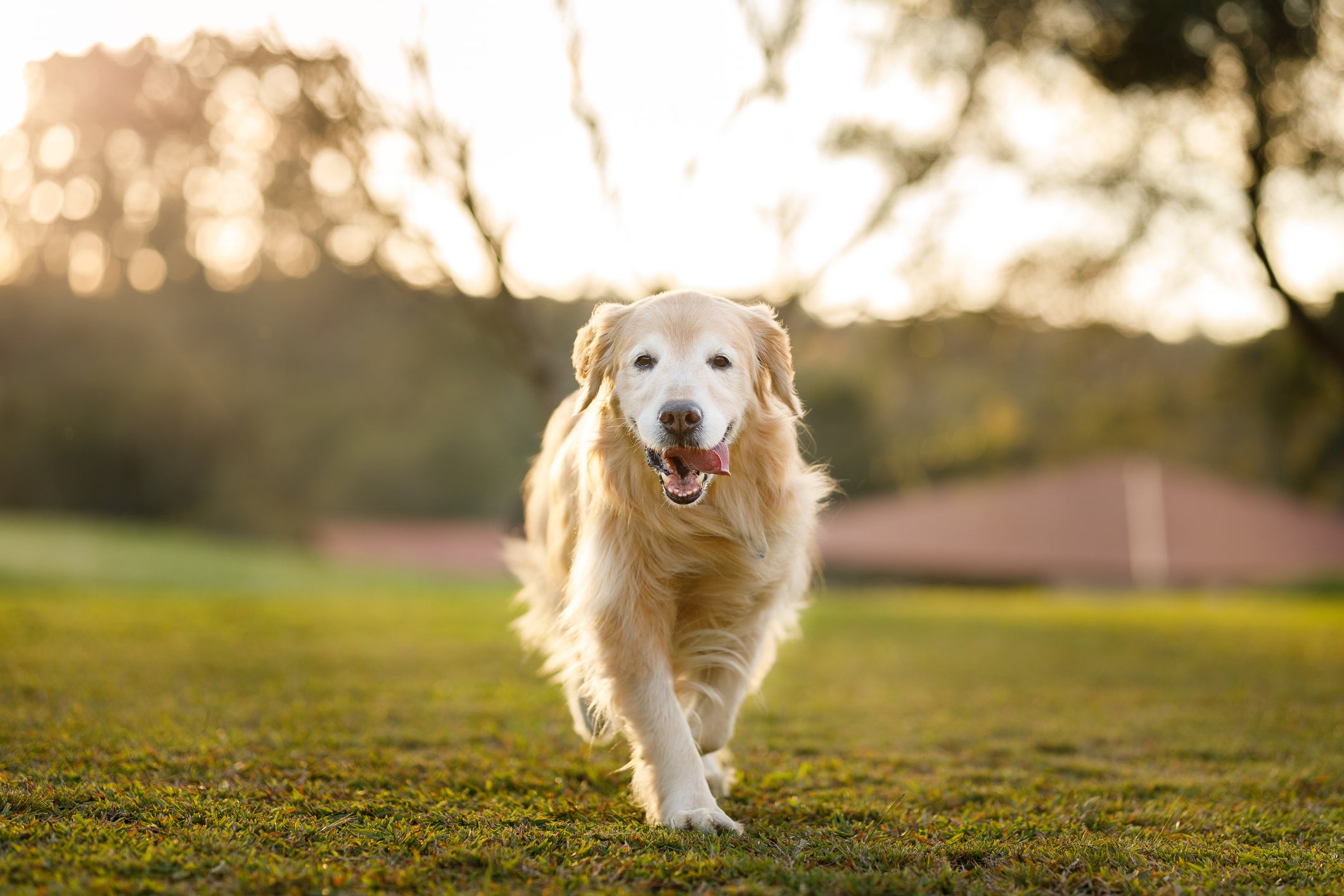 Golden Retriever em pé ao ar livre