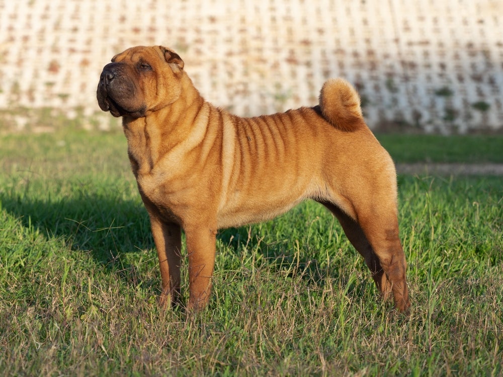 Shar Pei em pé ao ar livre