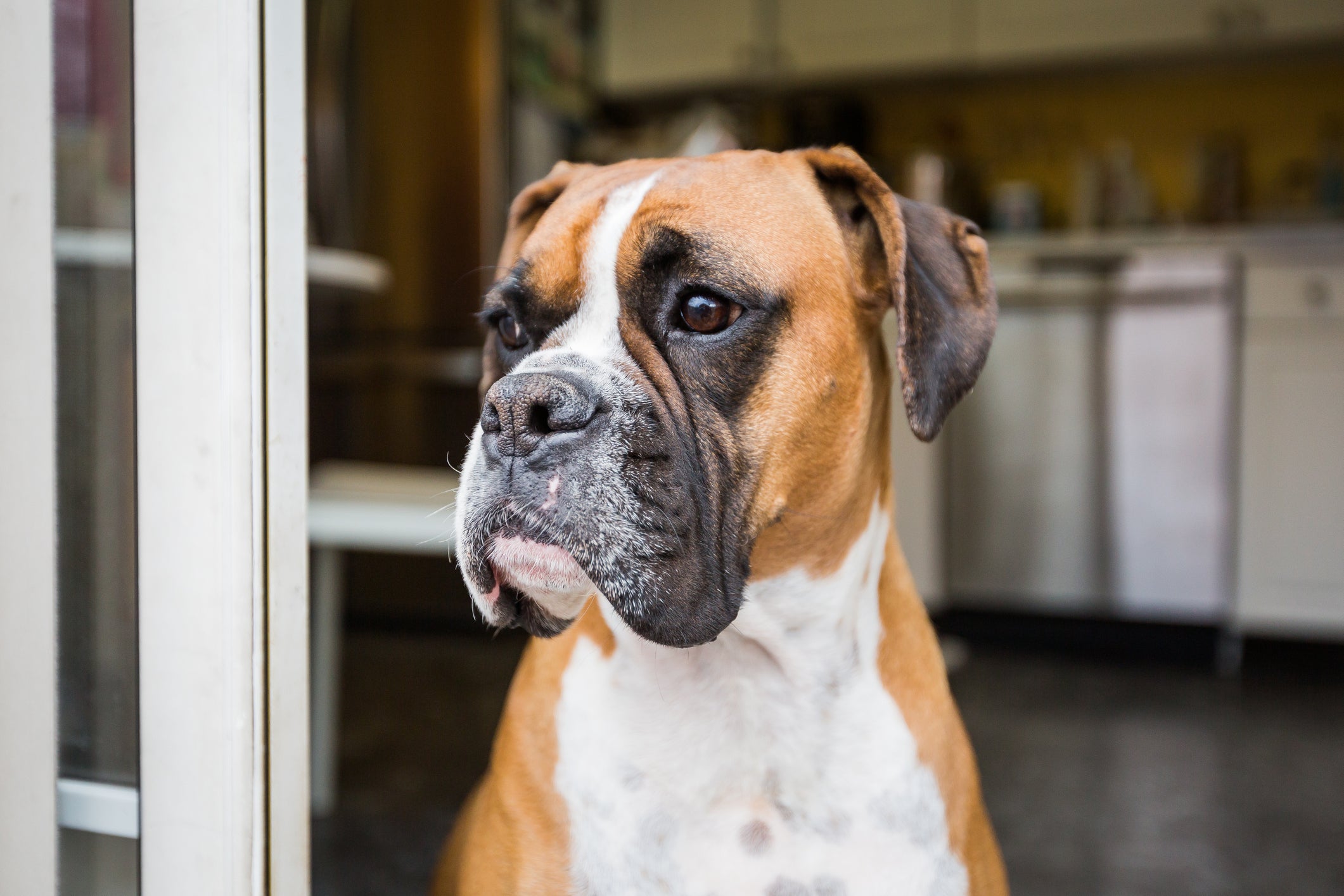 Rosto de Boxer sentado perto de casa