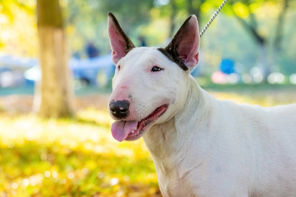 rosto de Bull Terrier ao ar livre