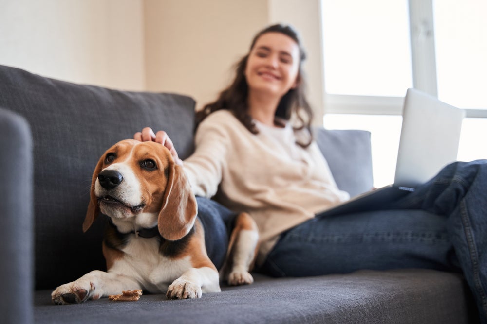 beagle deitado no sofá recebendo carinho de mulher