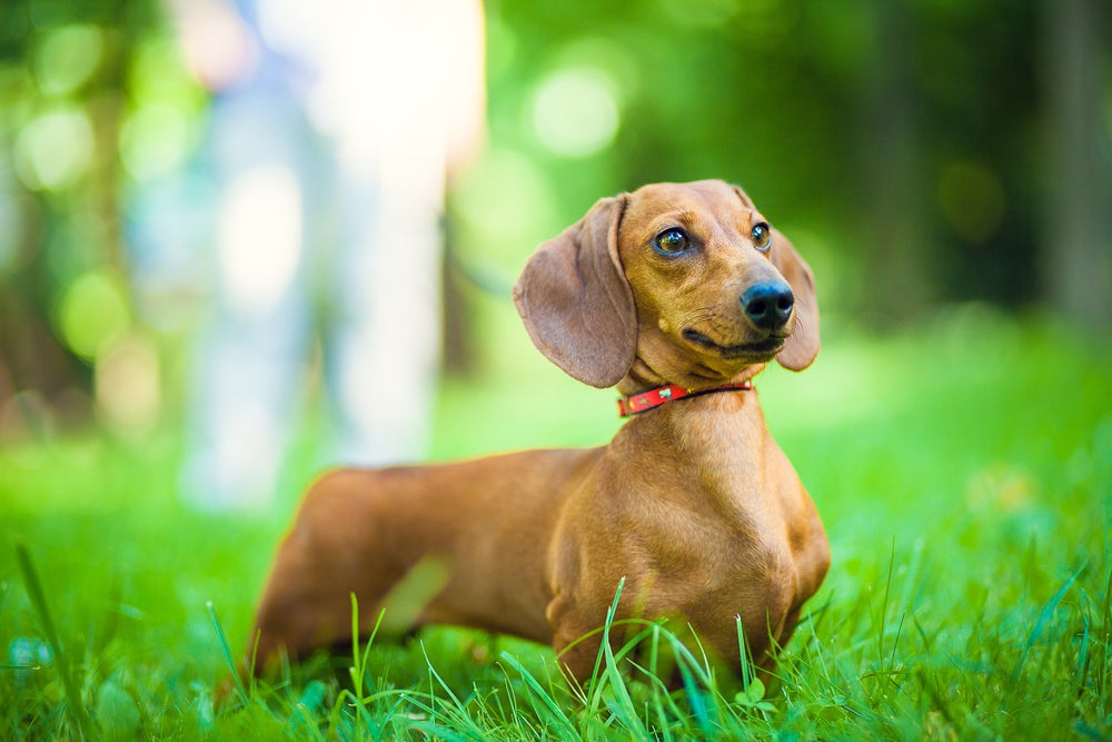 raça de cachorro dachshund caramelo em pé no parque