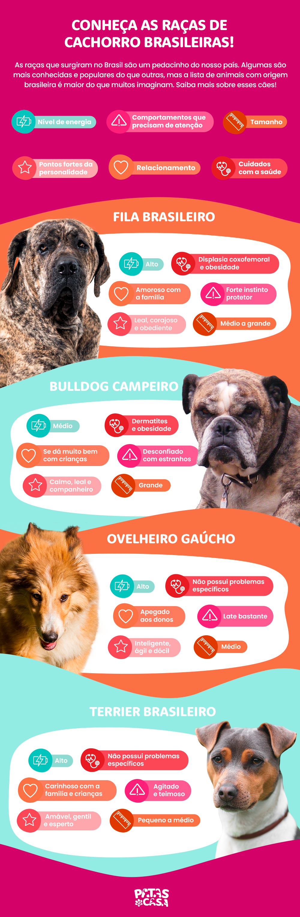 infográfico sobre raças de cachorro brasileiras