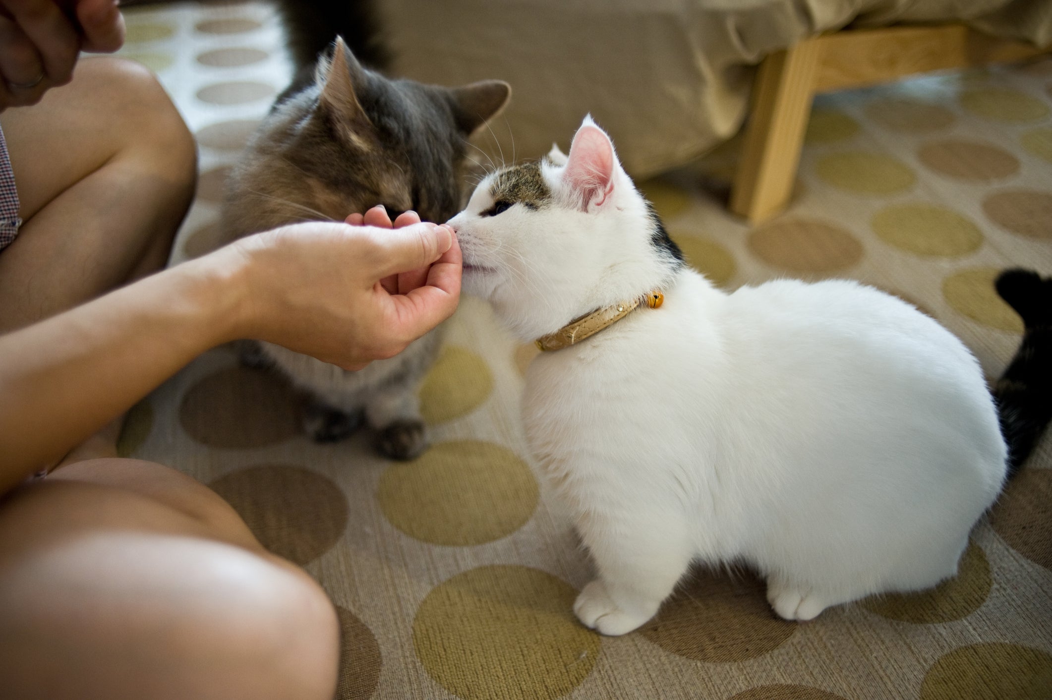 Gatos Munchkin tentando pegar algo da mão de tutor