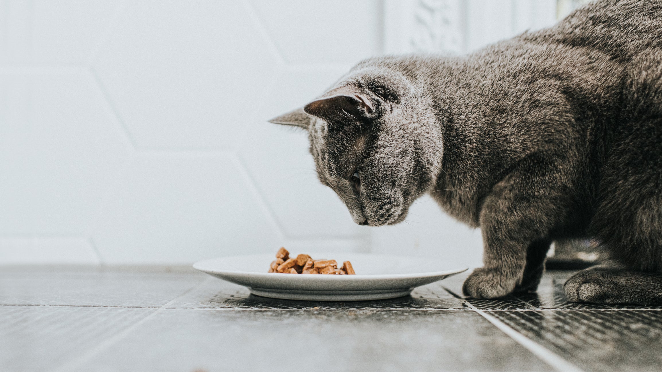 Gato cinza de perfil encarando prato com ração