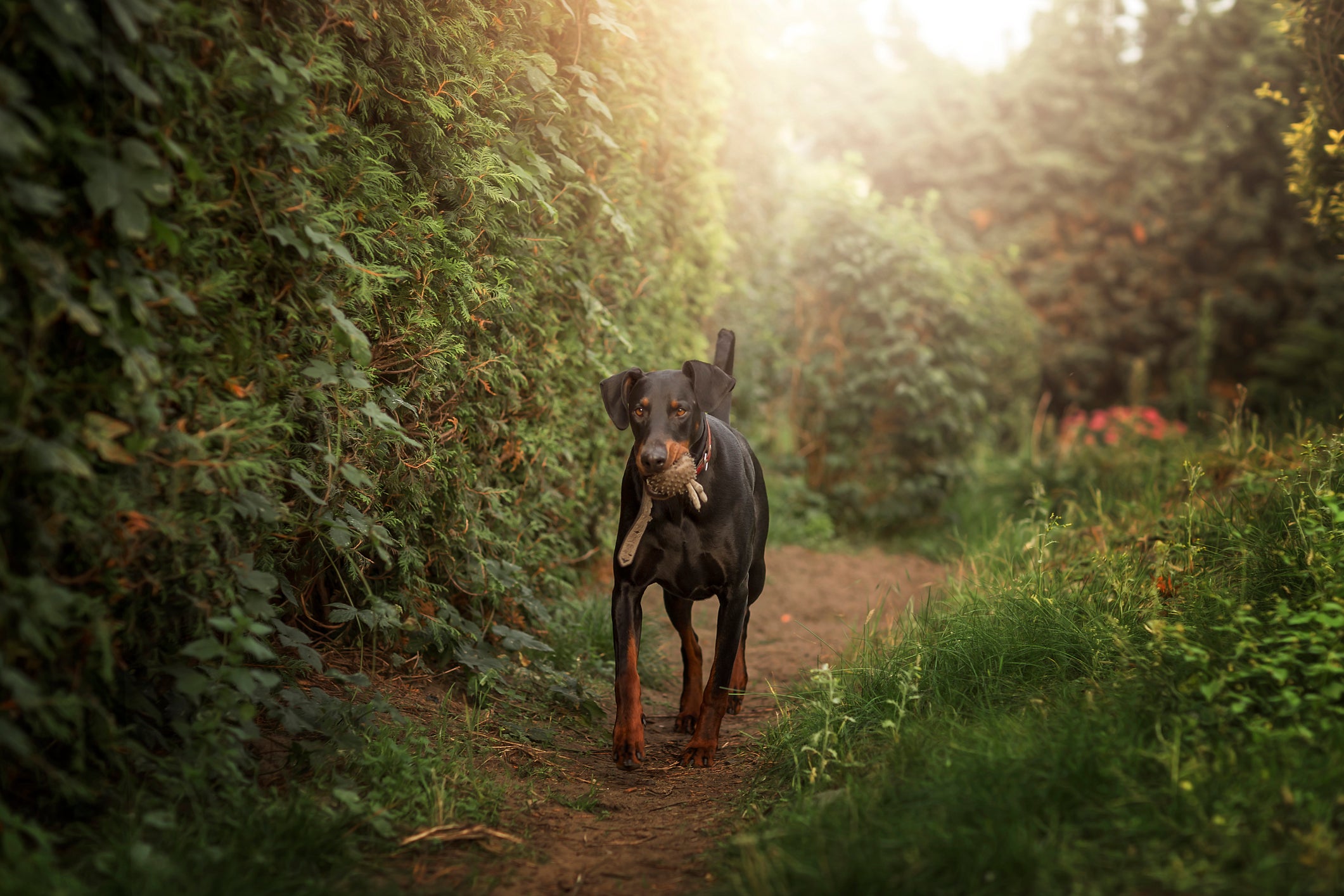 Cão Doberman caminhando em floresta carregando um brinquedo na boca