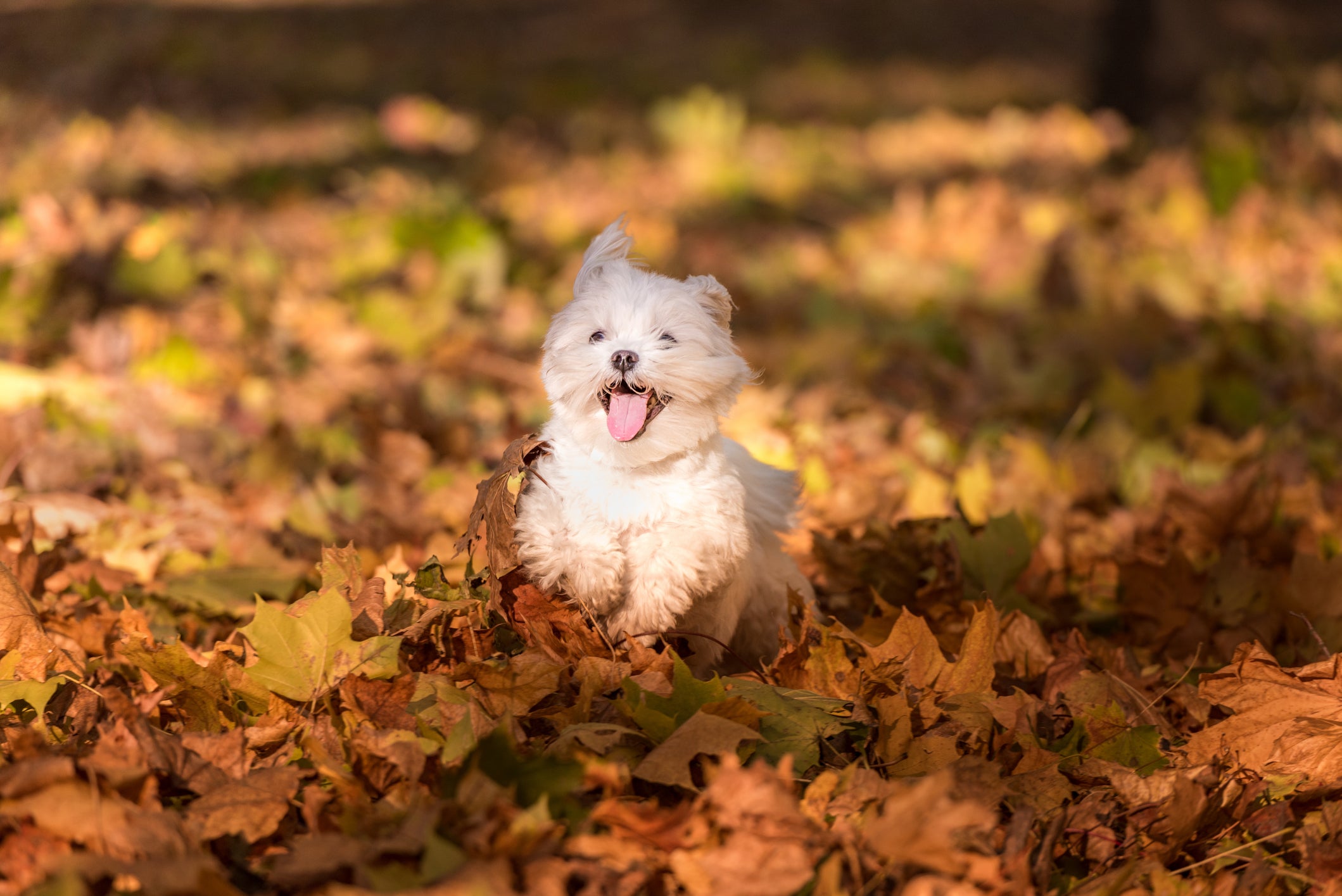 Cãozinho Maltês correndo em chão repleto de folhas