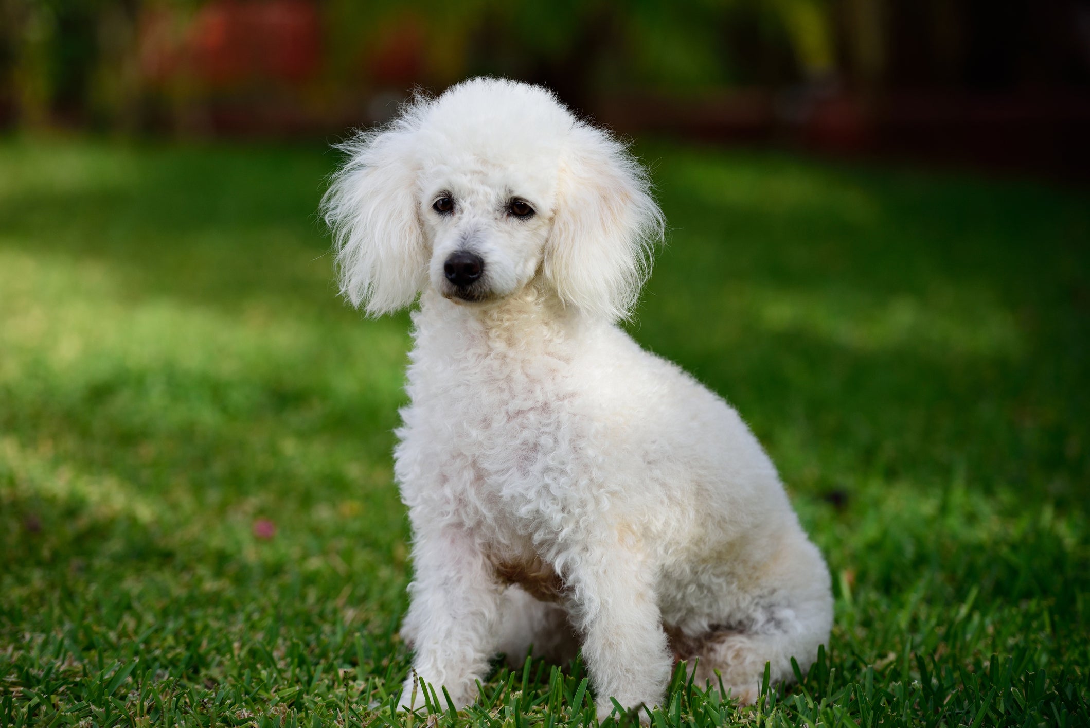 Cão Poodle branco sentado em gramado