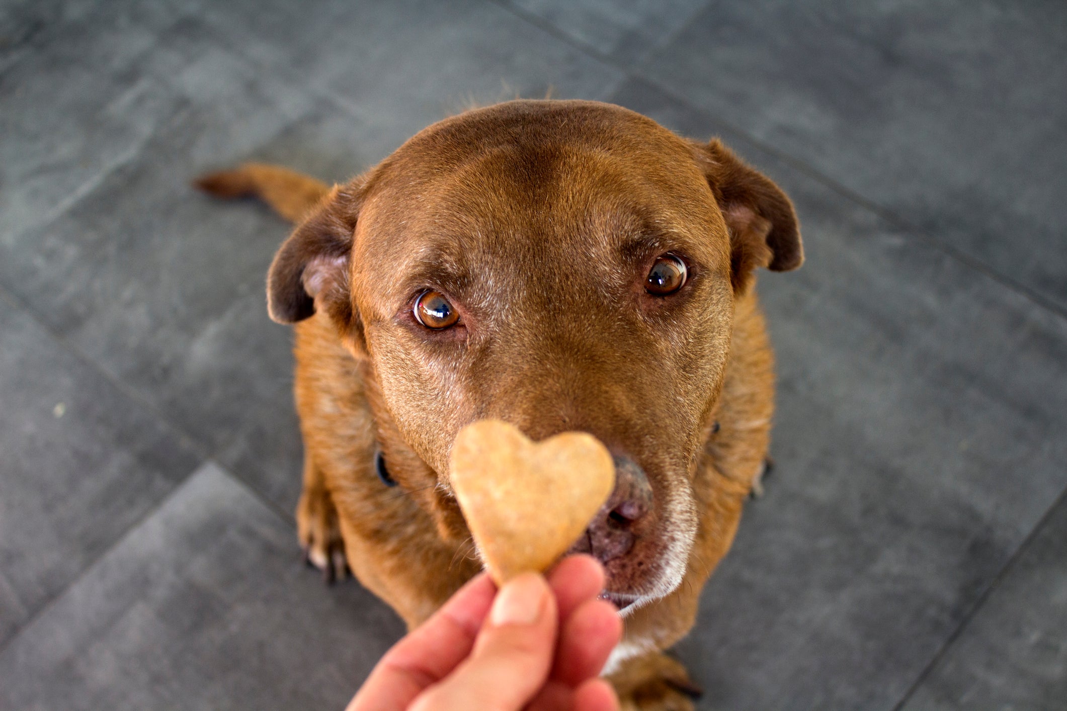 Cachorro olhando para biscoito em formato de coração