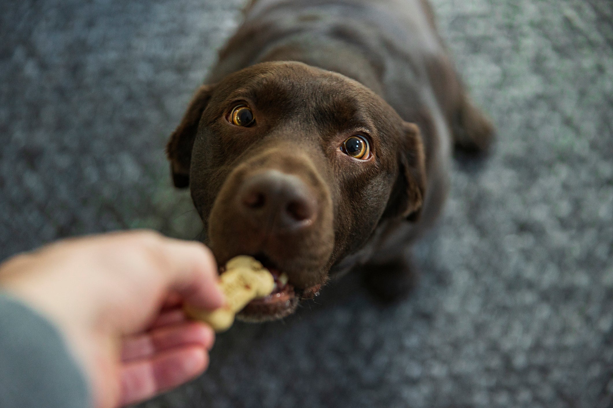Cachorro marrom escuro recebendo biscoito da mão de humano