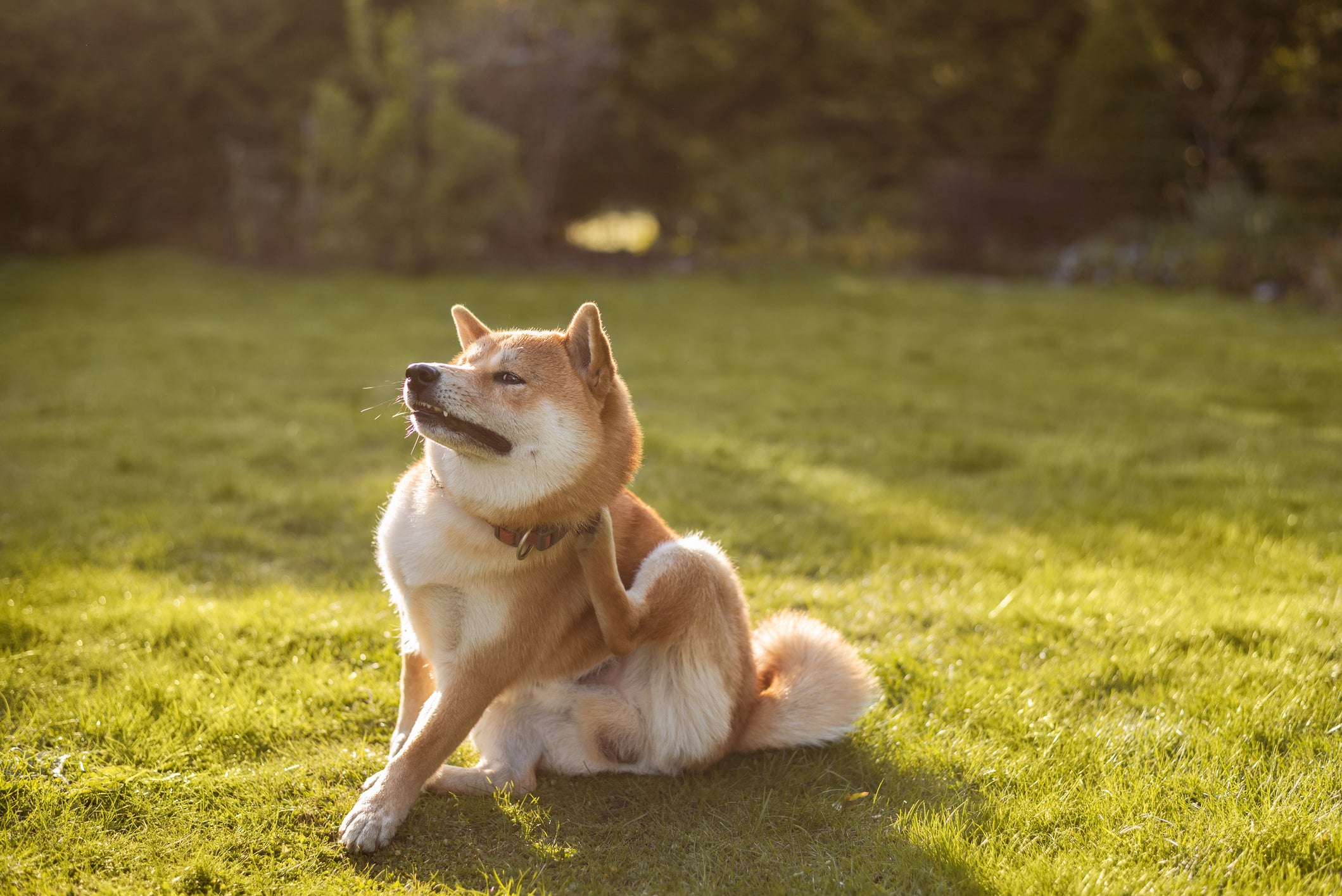 Cão Shiba Inu se coçando em gramado ensolarado