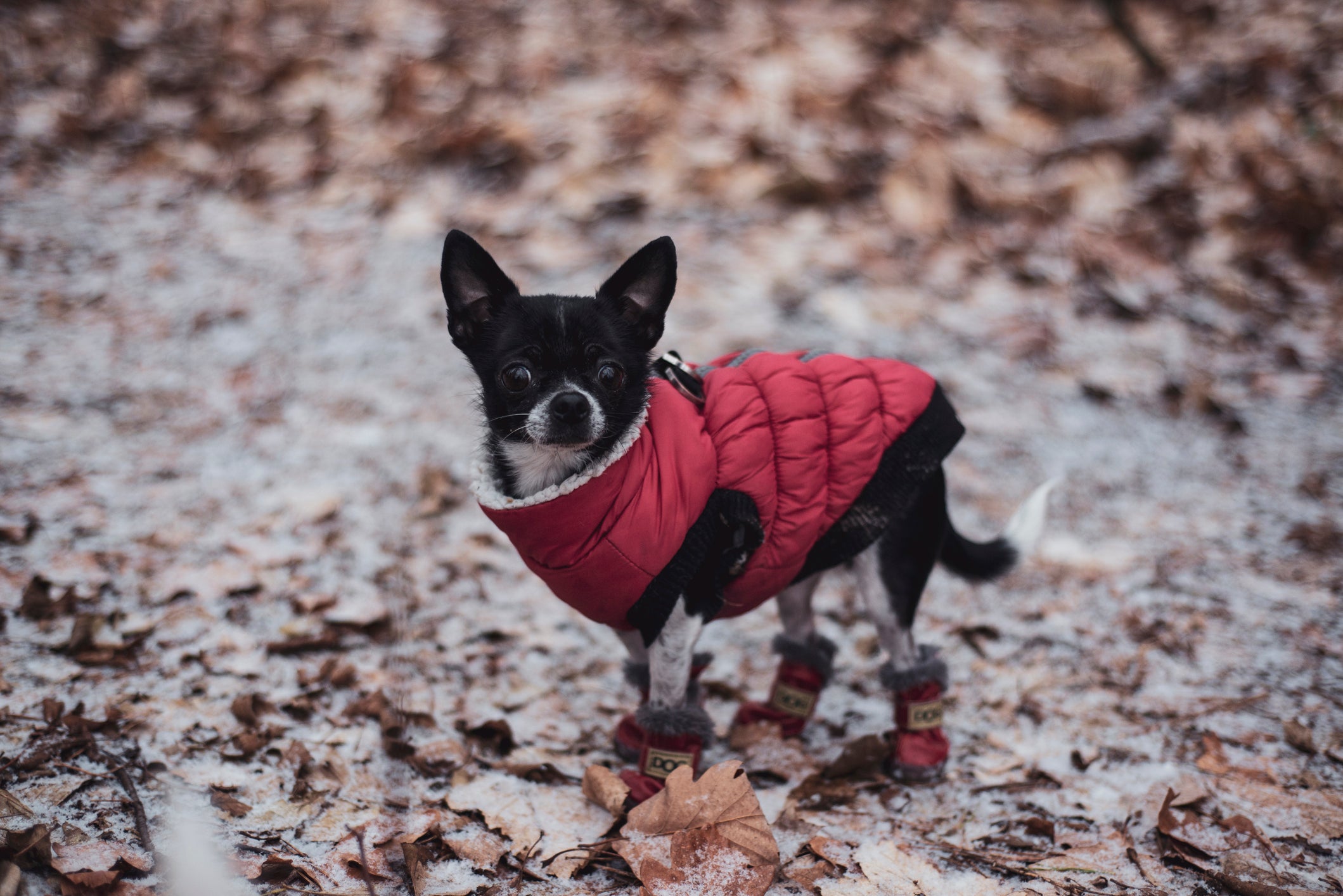 Cãozinho Chihuahua preta com roupa de frio vermelha